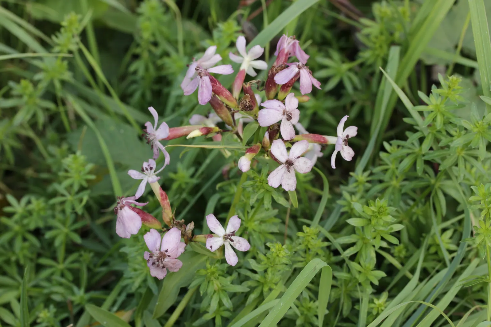 Wild Blue Phlox (Phlox Divaricata) — Phlox divaricata requires moist; showcasing its versatility in providing ground cover as well as featuring in, image 61