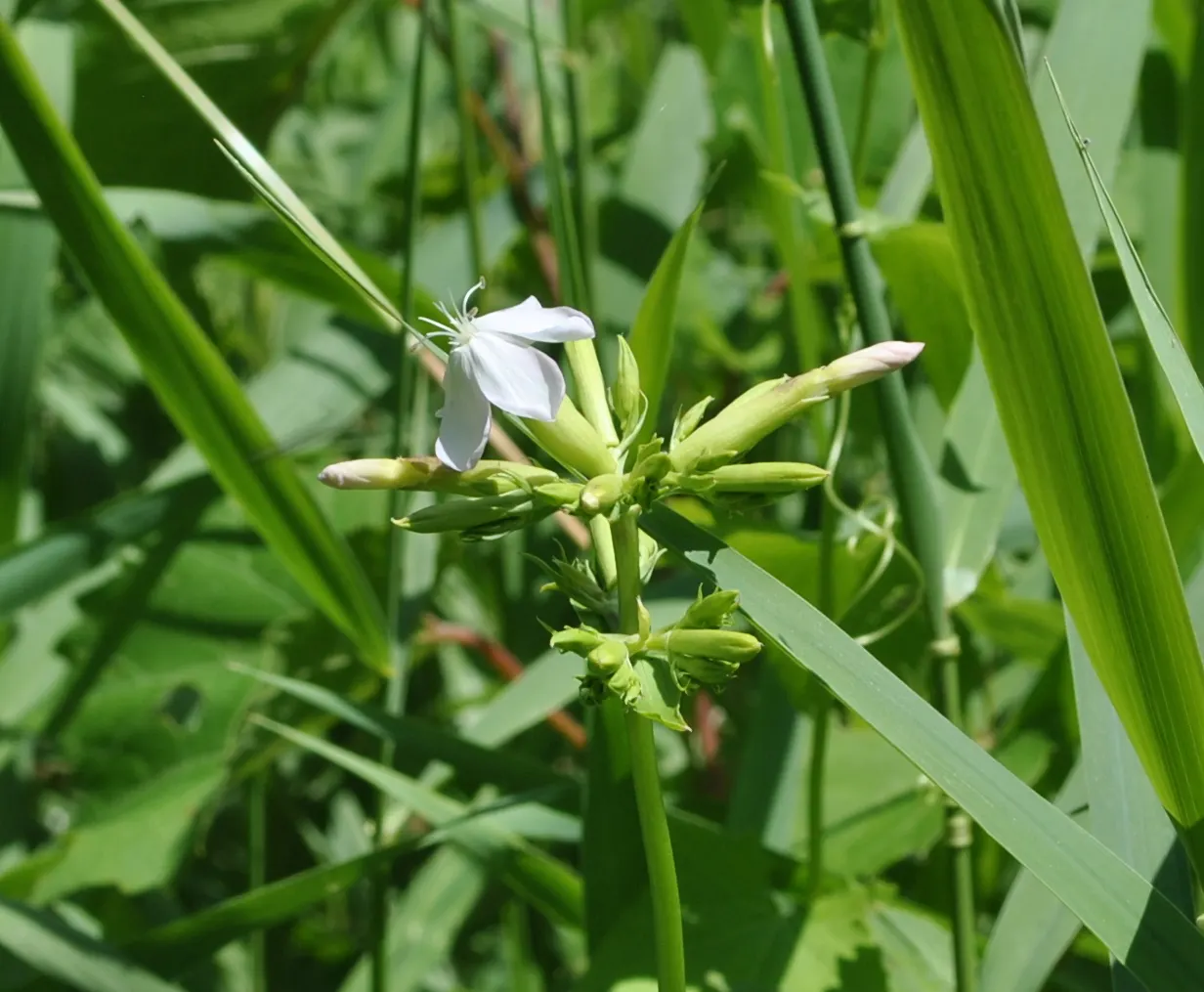 Wild Blue Phlox (Phlox Divaricata) — Pruning the foliage after flowering can encourage a denser growth habit and potentially a secondary bloom, image 156