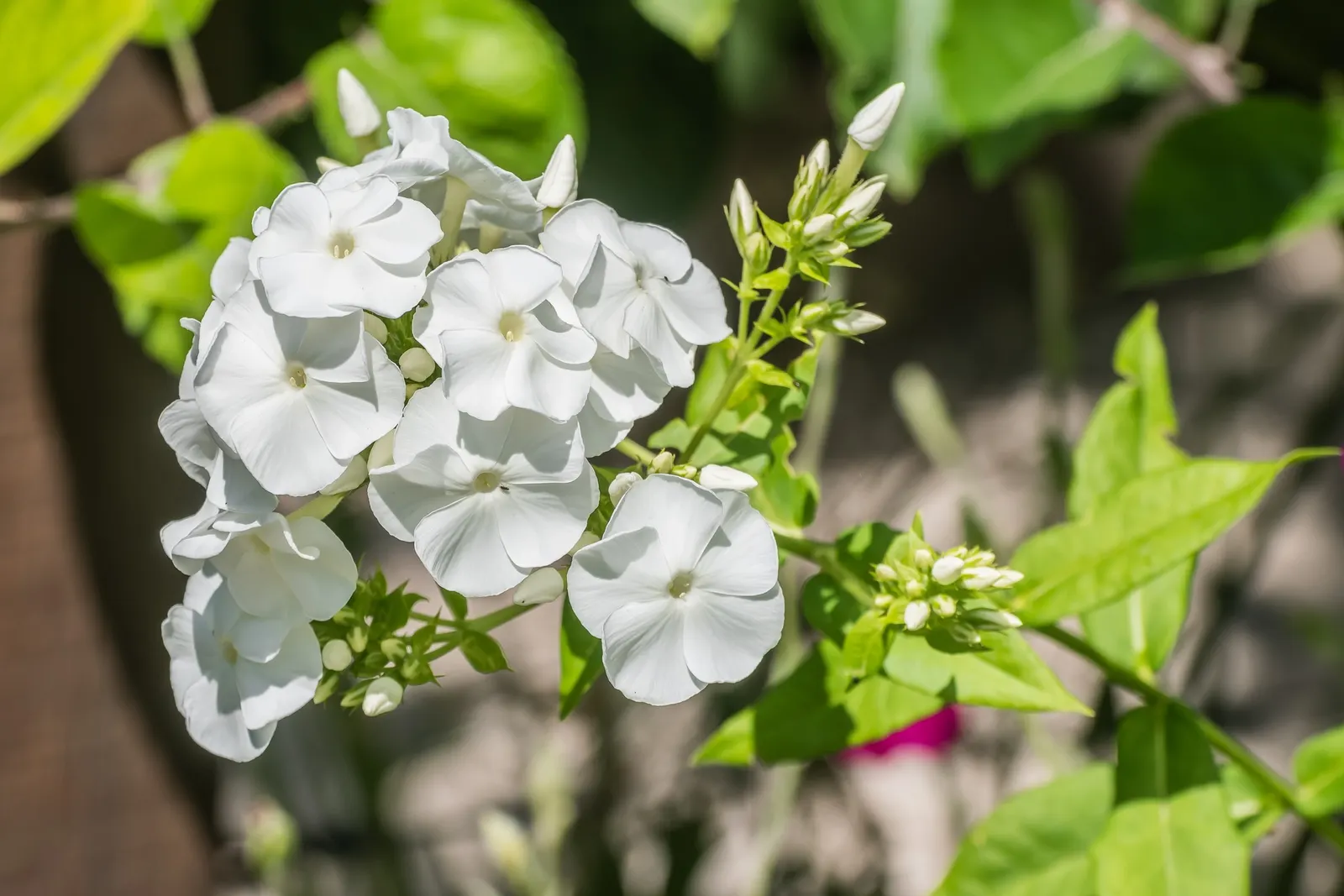 Wild Blue Phlox (Phlox Divaricata) — soft blue to lavender flowers that bloom abundantly in late spring to early summer; with a delicate fragrance, image 174