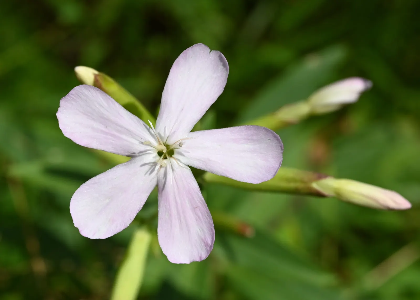 Wild Blue Phlox (Phlox Divaricata) — Phlox divaricata is an excellent choice for gardeners looking to create a serene; perennial with blue and, image 158