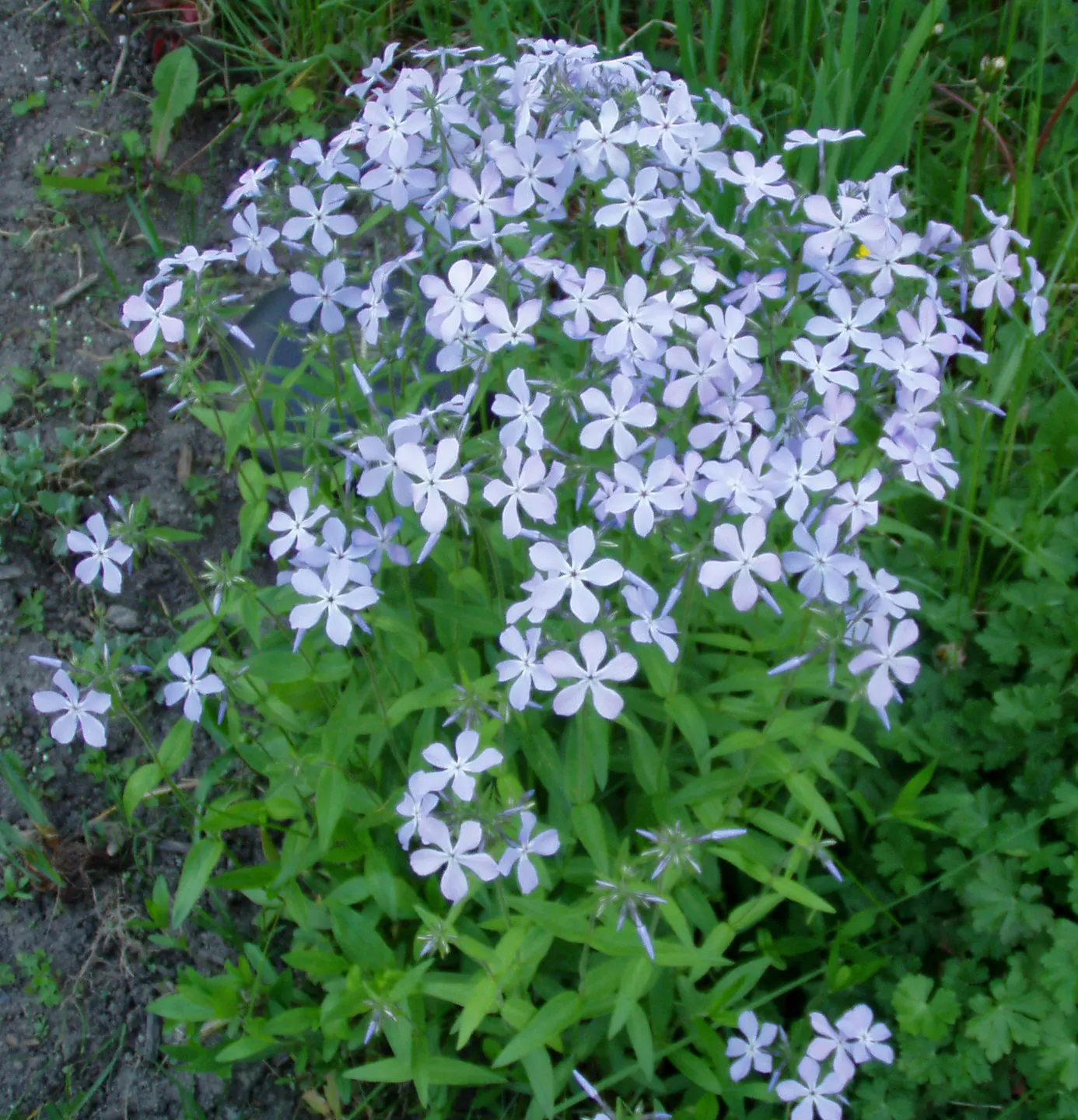 Wild Blue Phlox (Phlox Divaricata) — Phlox divaricata is an excellent choice for gardeners looking to create a serene; perennial with blue and, image 181