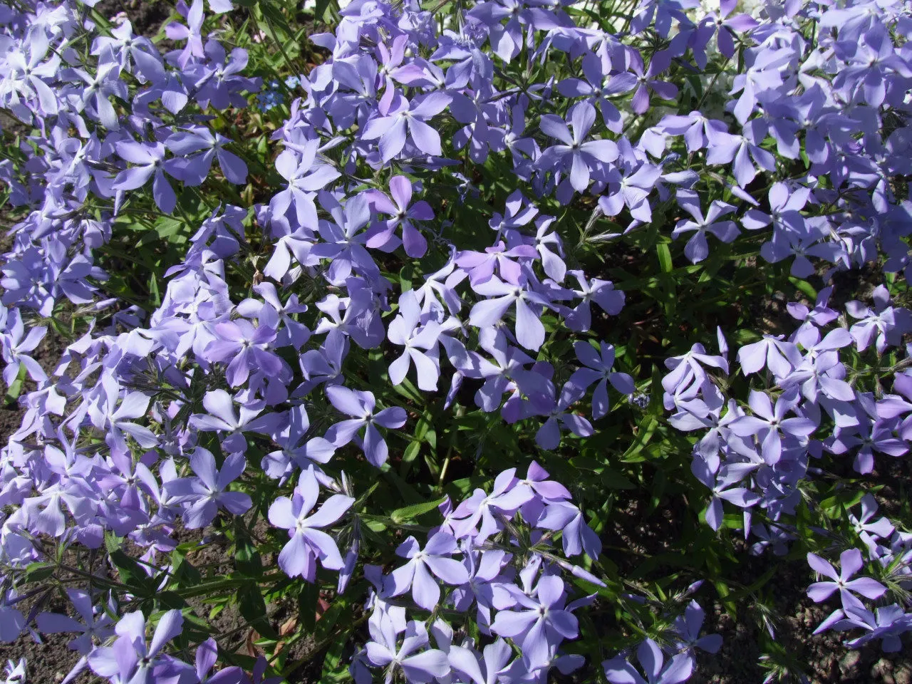 Wild Blue Phlox (Phlox Divaricata) — It thrives in USDA hardiness zones 3 through 8, displaying remarkable cold hardiness; fragrant lavender-blue, image 178