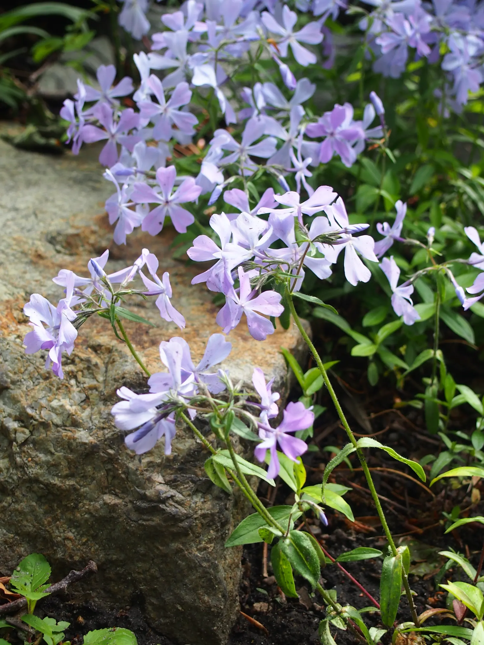 Wild Blue Phlox (Phlox Divaricata) — Its foliage is a lush green; naturalistic feel to any landscape design, image 57