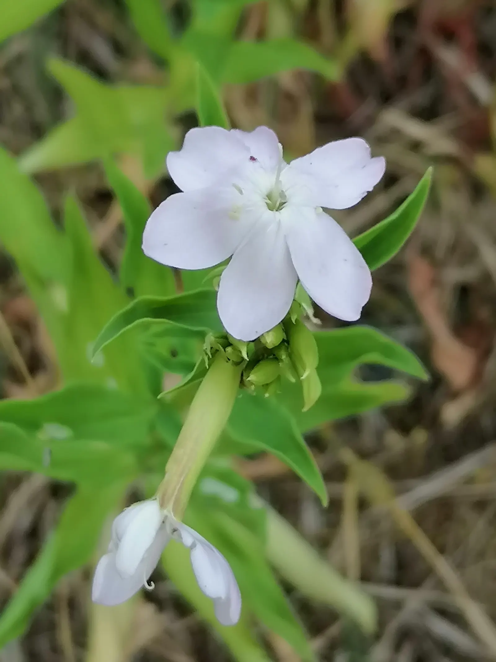 Wild Blue Phlox (Phlox Divaricata) — is an enchanting perennial native to shaded woodlands and stream banks of eastern North America
