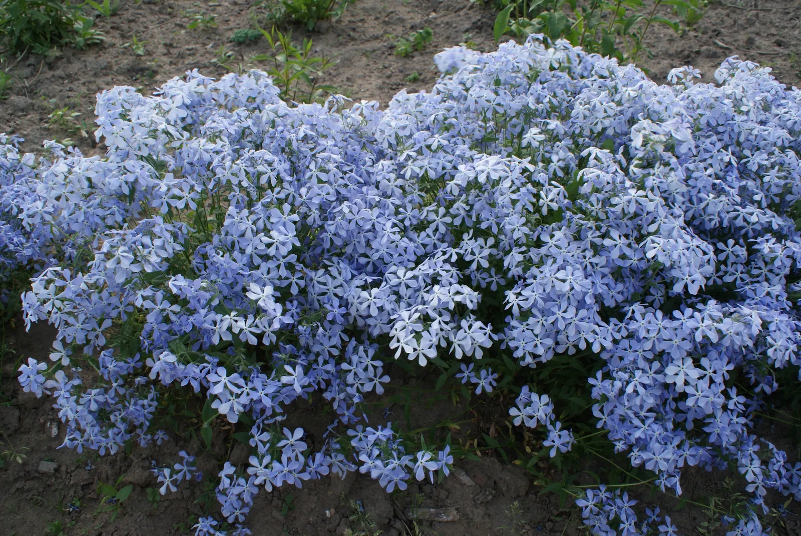 Wild Blue Phlox (Phlox Divaricata) — adding life and movement to the landscape.<br><br>For a successful cultivation