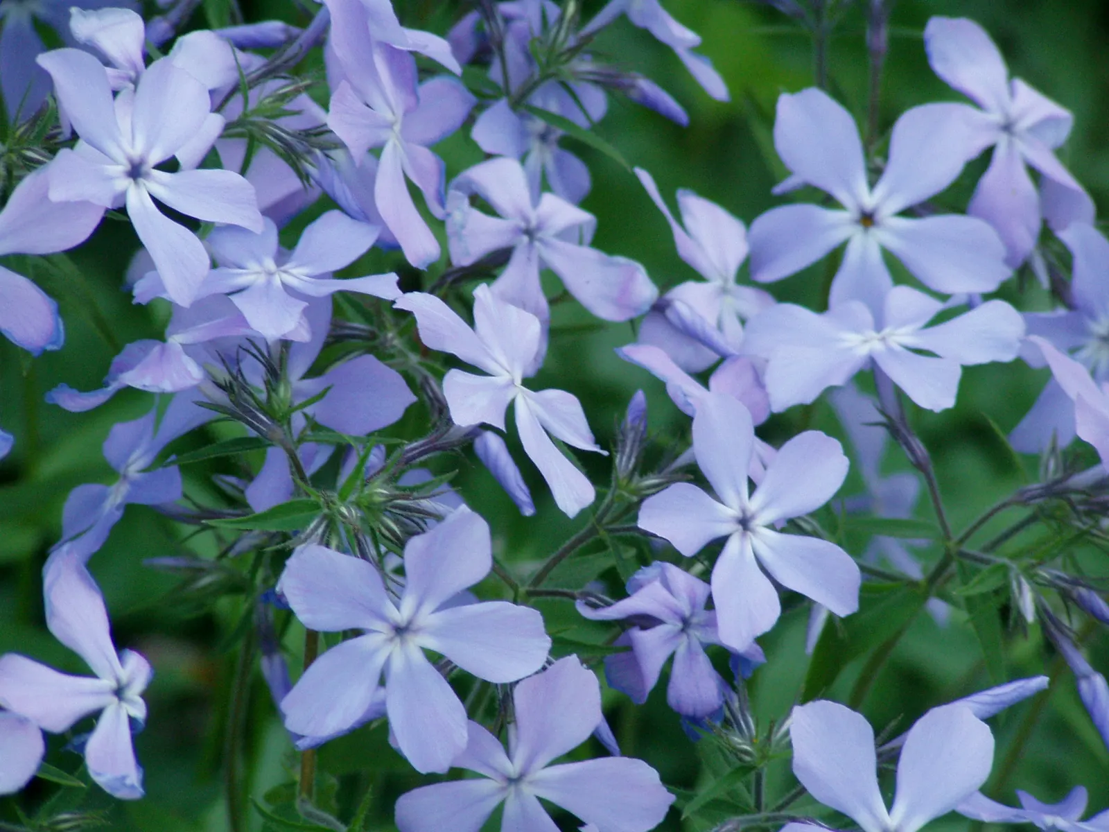 Wild Blue Phlox (Phlox Divaricata) — Thriving in partial shade, it reaches 12-18 inches tall, spreading up to 24 inches; its foliage is a lush green, image 94