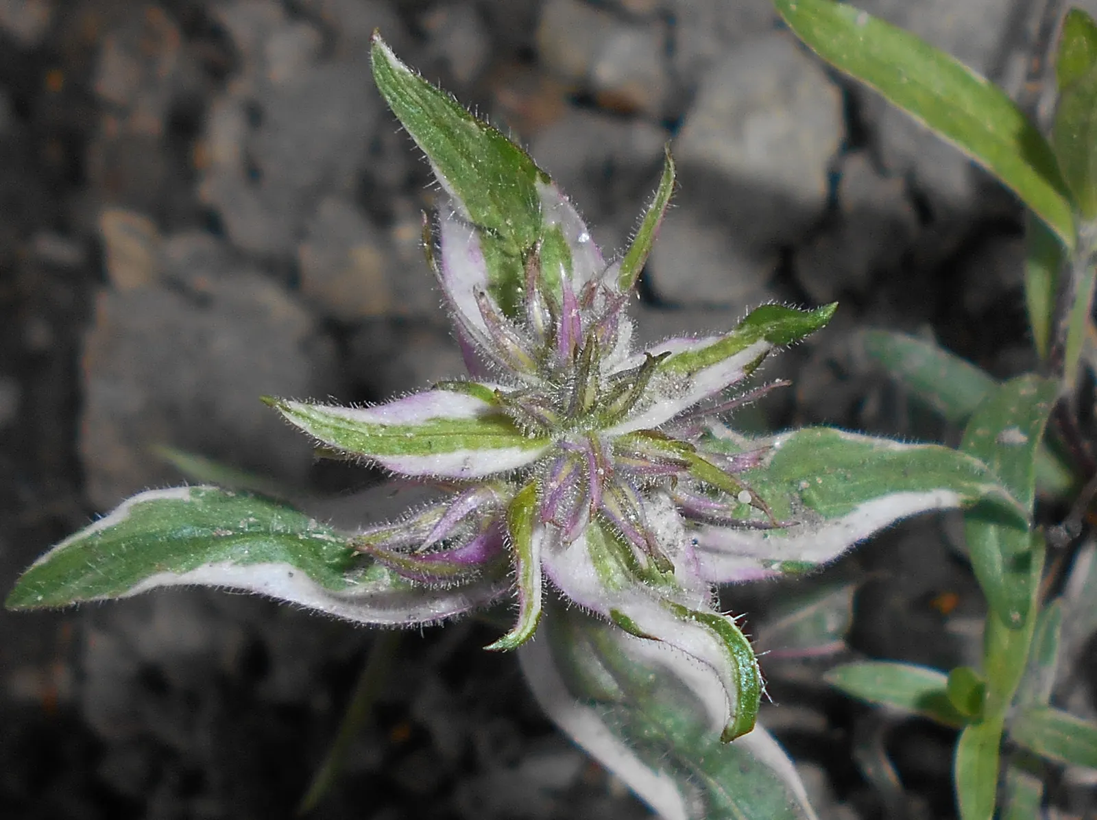 Wild Blue Phlox (Phlox Divaricata) — Its foliage is a lush green; naturalistic feel to any landscape design, image 80