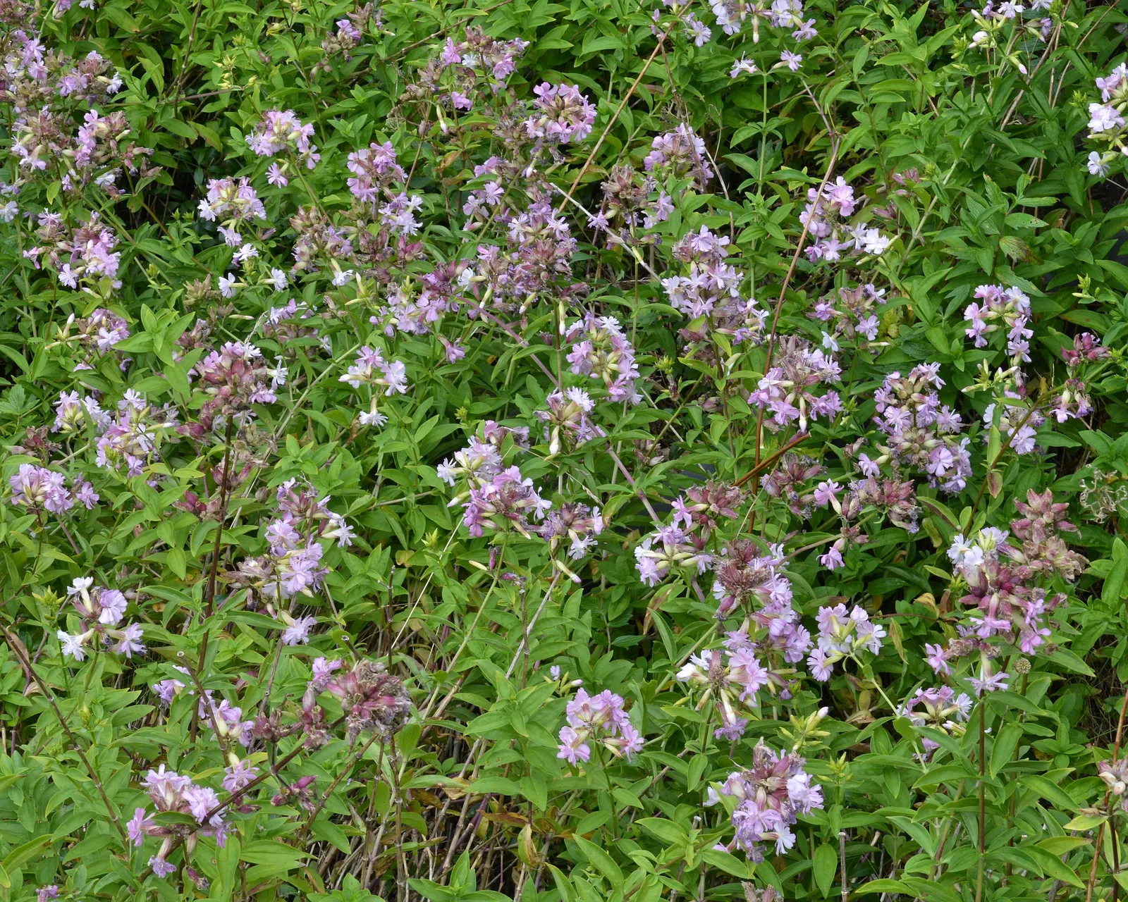 Wild Blue Phlox (Phlox Divaricata) — It prefers well-drained soil, offering a lush carpet ideal for border fronts or woodland gardens; pruning the, image 118