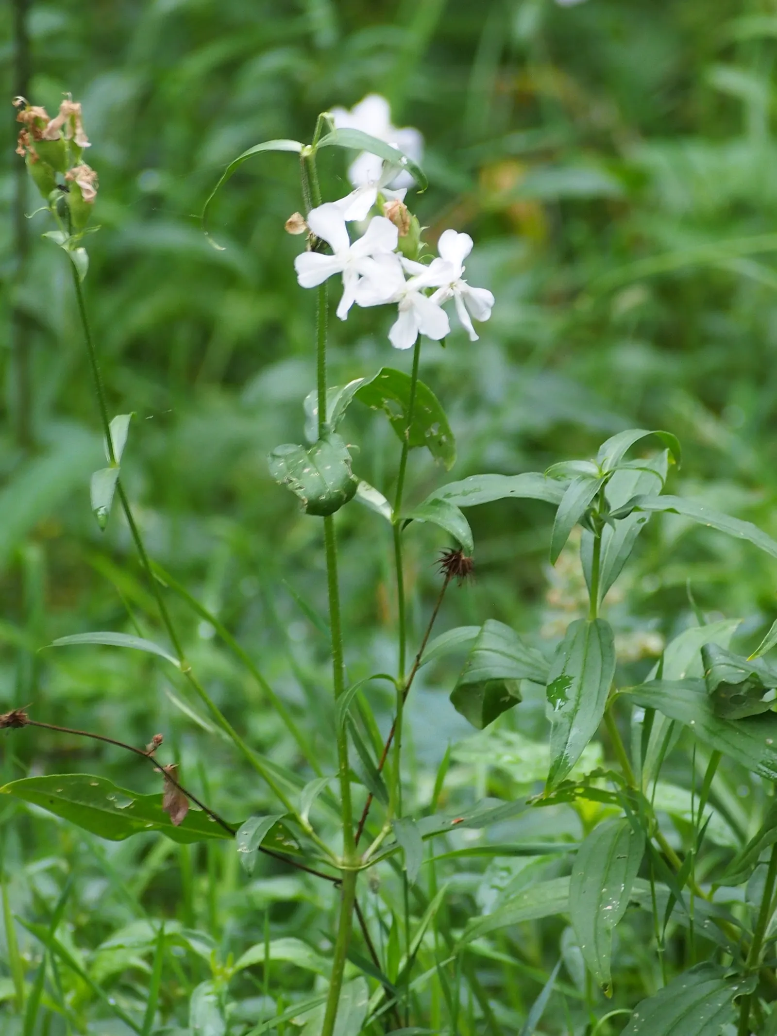 Wild Blue Phlox (Phlox Divaricata) — commonly referred to as Wild Sweet William; well-drained soil rich in organic matter, image 190
