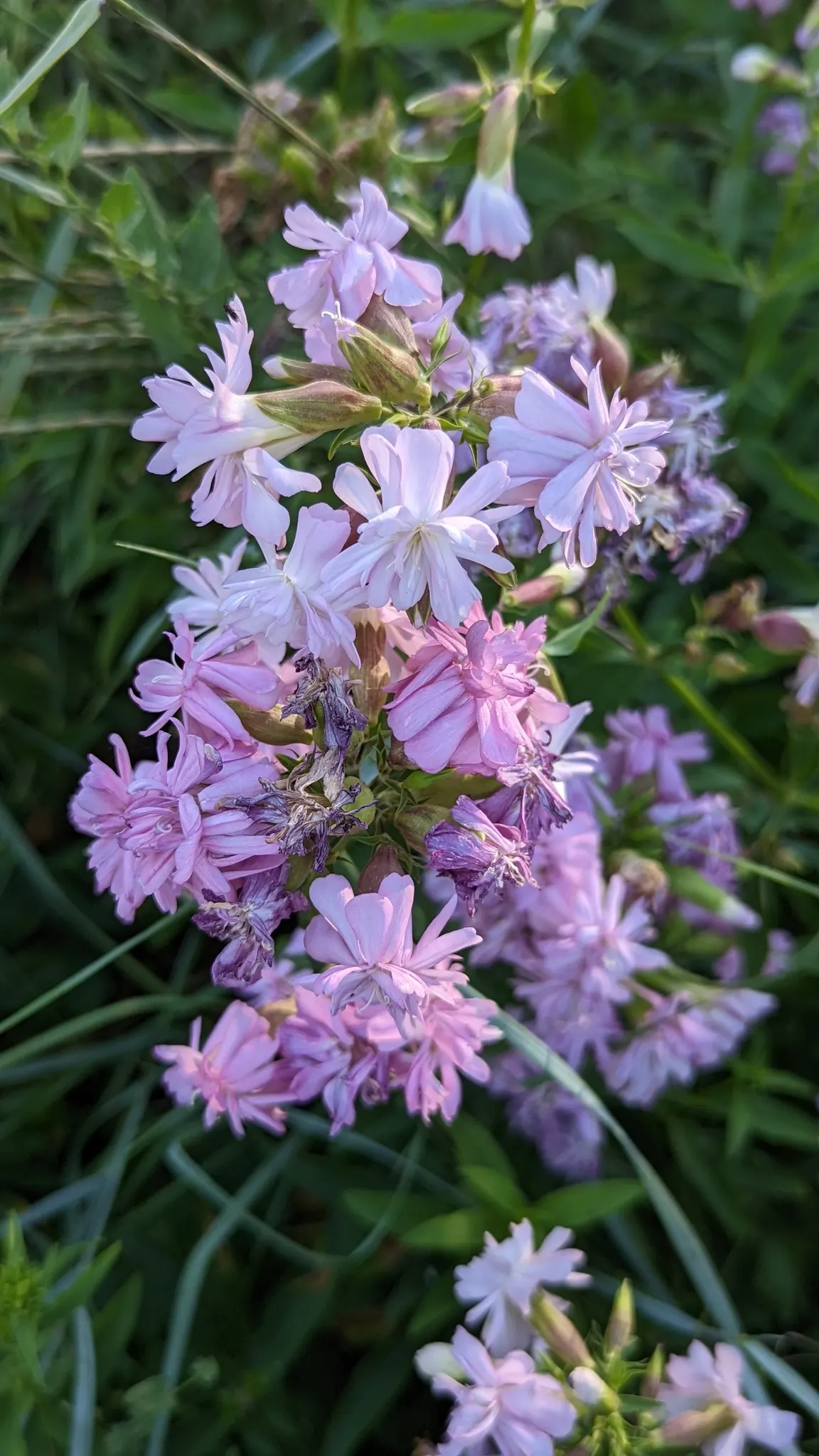 Wild Blue Phlox (Phlox Divaricata) — blue and multi-colored and pink and white flowers in the garden; commonly referred to as Wild Sweet William, image 136
