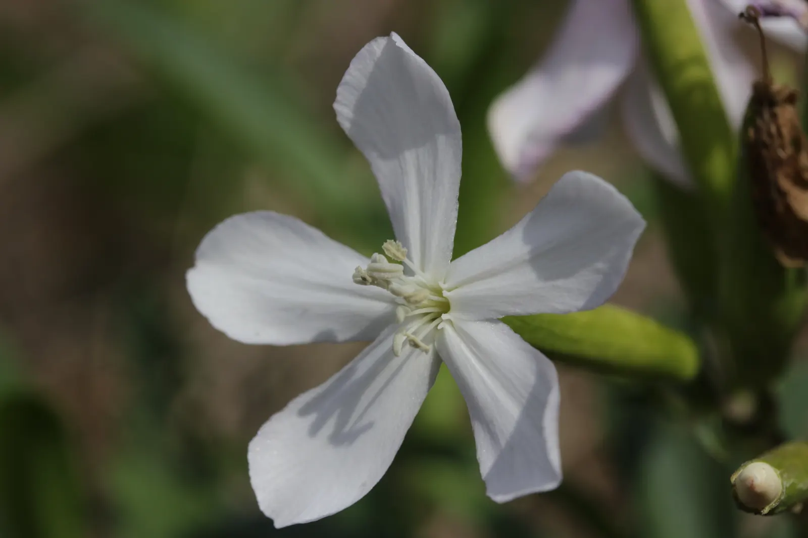 Wild Blue Phlox (Phlox Divaricata) — perennial for full or half; phlox divaricata is an excellent choice for gardeners looking to create a serene, image 161