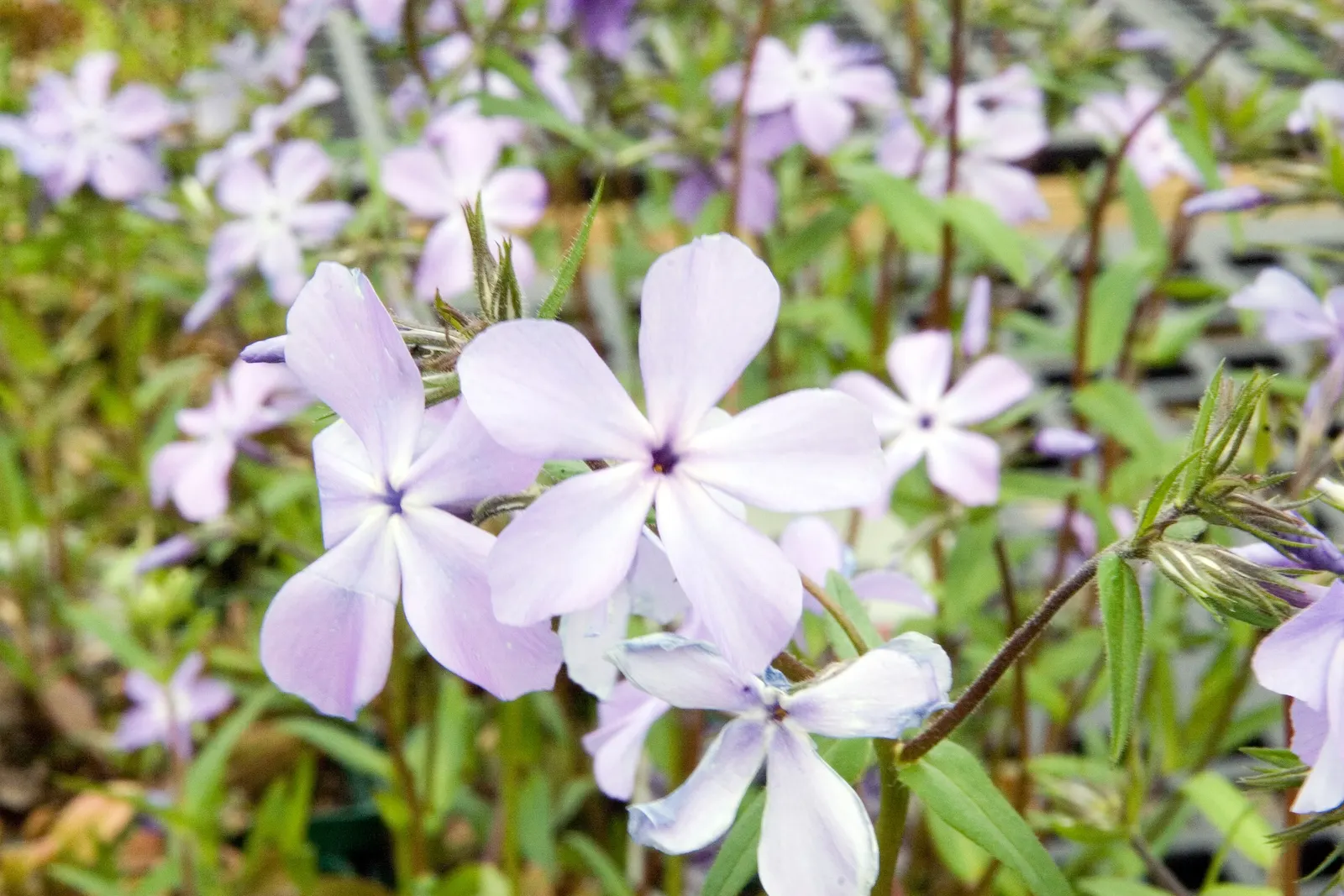 Wild Blue Phlox (Phlox Divaricata) — Thriving in partial shade, it reaches 12-18 inches tall, spreading up to 24 inches; its foliage is a lush green, image 140