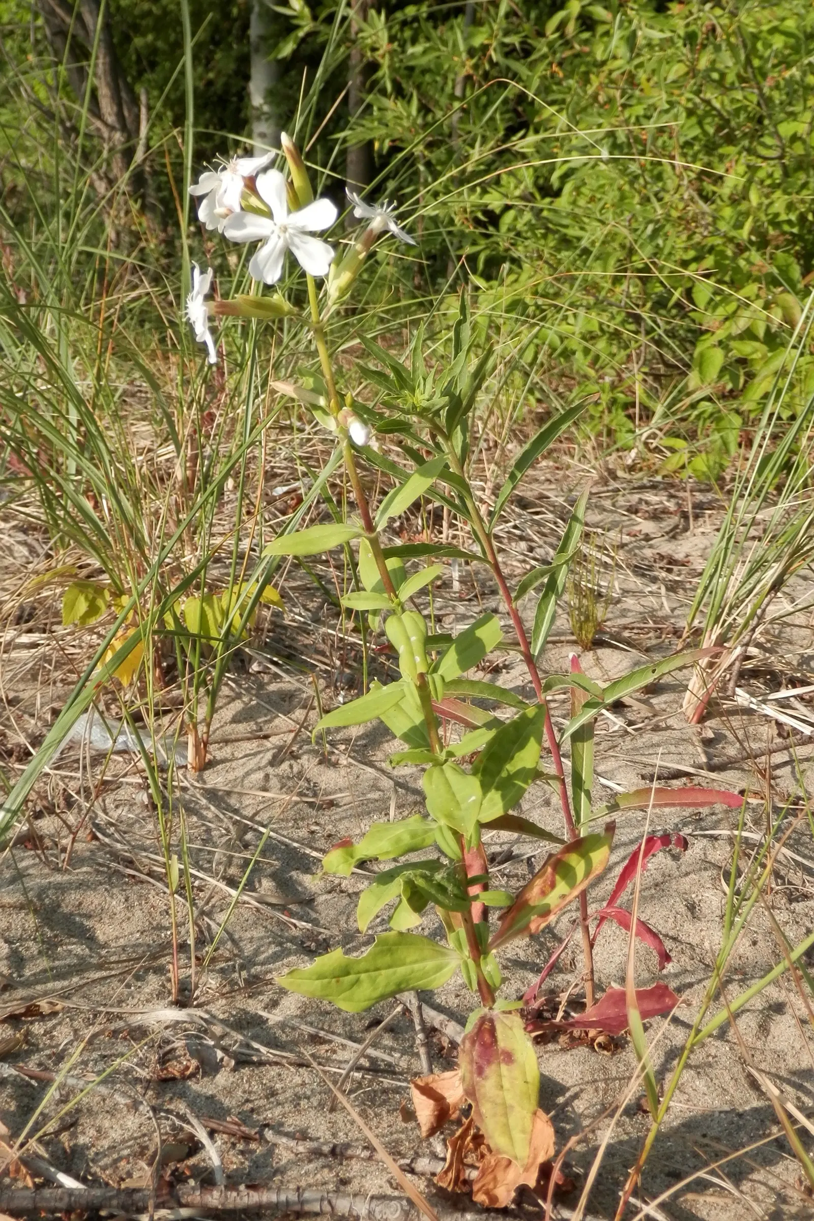Wild Blue Phlox (Phlox Divaricata) — Ideal for part-shade to shade garden areas; is an enchanting perennial native to shaded woodlands and stream, image 169