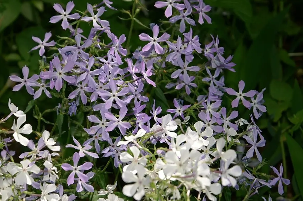 Wild Blue Phlox (Phlox Divaricata) — It prefers well-drained soil, offering a lush carpet ideal for border fronts or woodland gardens; pruning the, image 72