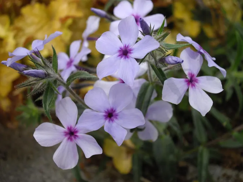 Wild Blue Phlox (Phlox Divaricata) — fragrant lavender-blue flowers blooming in spring