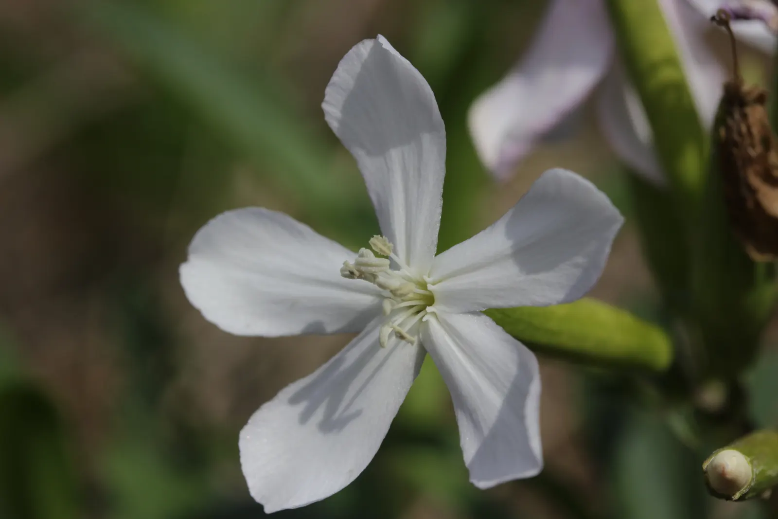 Wild Blue Phlox (Phlox Divaricata) — well-drained soil rich in organic matter; it thrives in USDA hardiness zones 3 through 8, displaying, image 108
