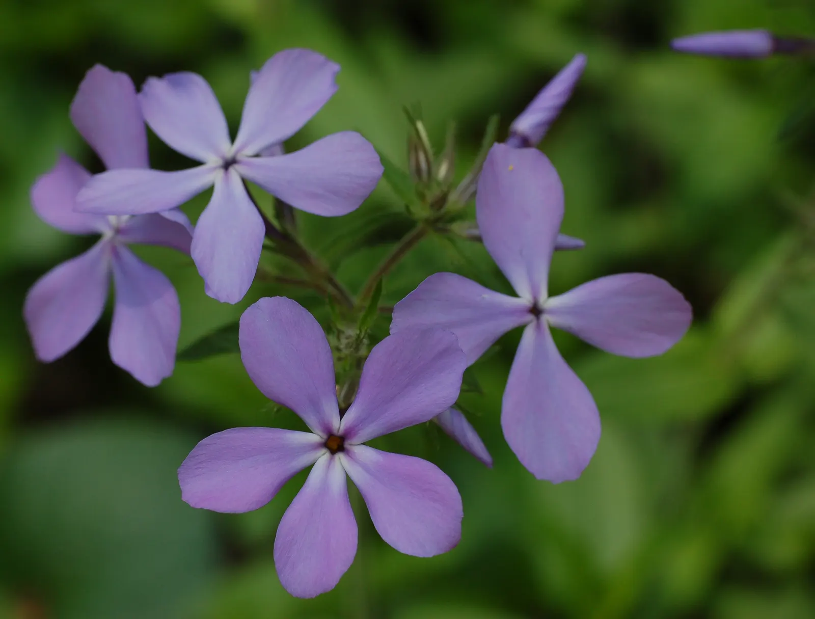 Wild Blue Phlox (Phlox Divaricata) — this low-maintenance plant attracts pollinators; thriving in partial shade, it reaches 12-18 inches tall, image 165