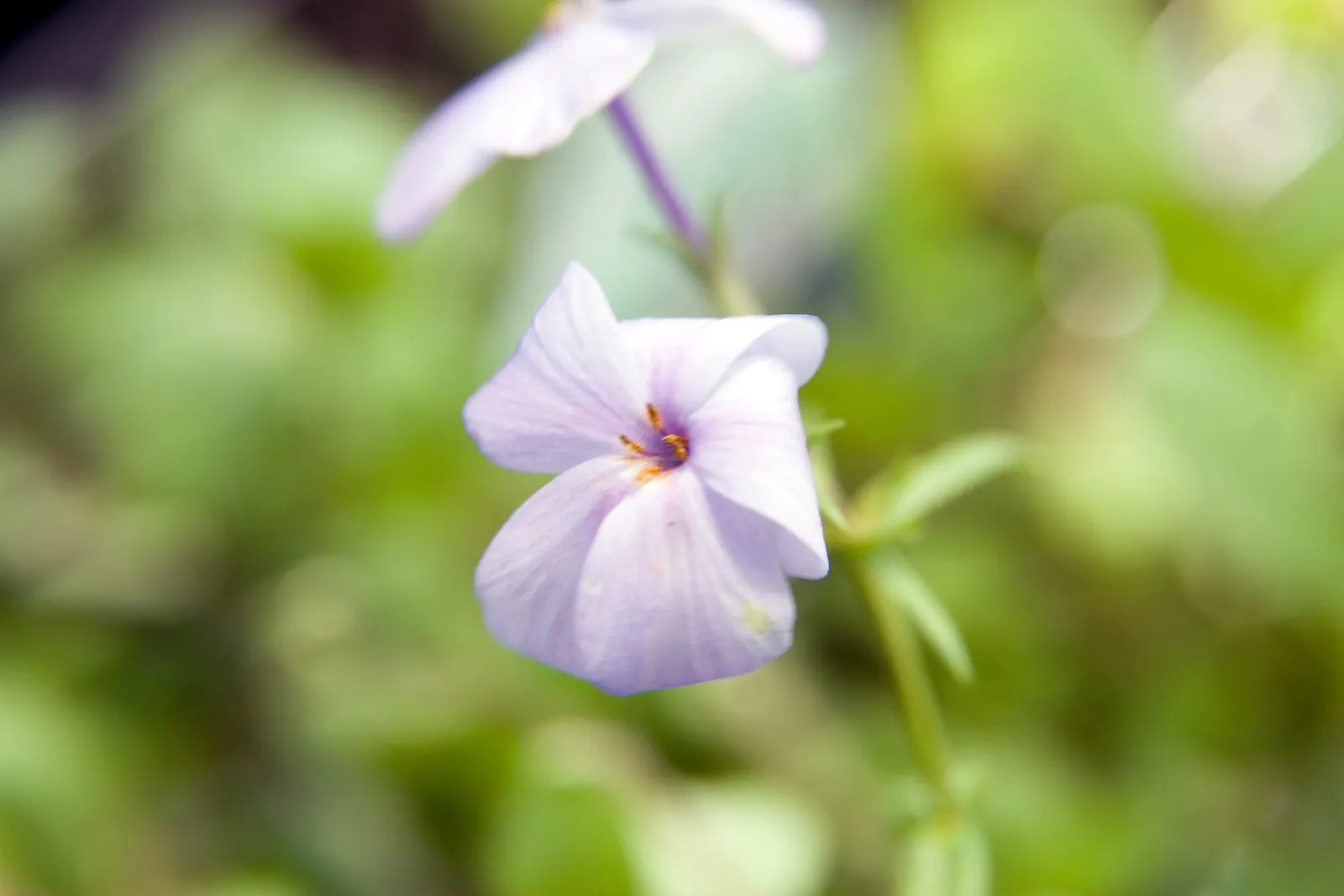 Wild Blue Phlox (Phlox Divaricata) — forming a backdrop to the star-shaped, image 127