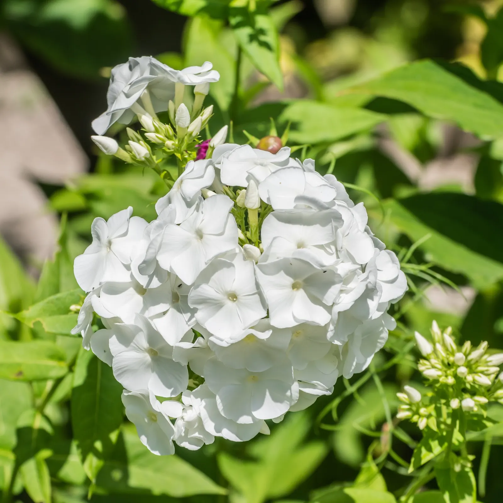 Wild Blue Phlox (Phlox Divaricata) — this low-maintenance plant attracts pollinators; thriving in partial shade, it reaches 12-18 inches tall, image 142