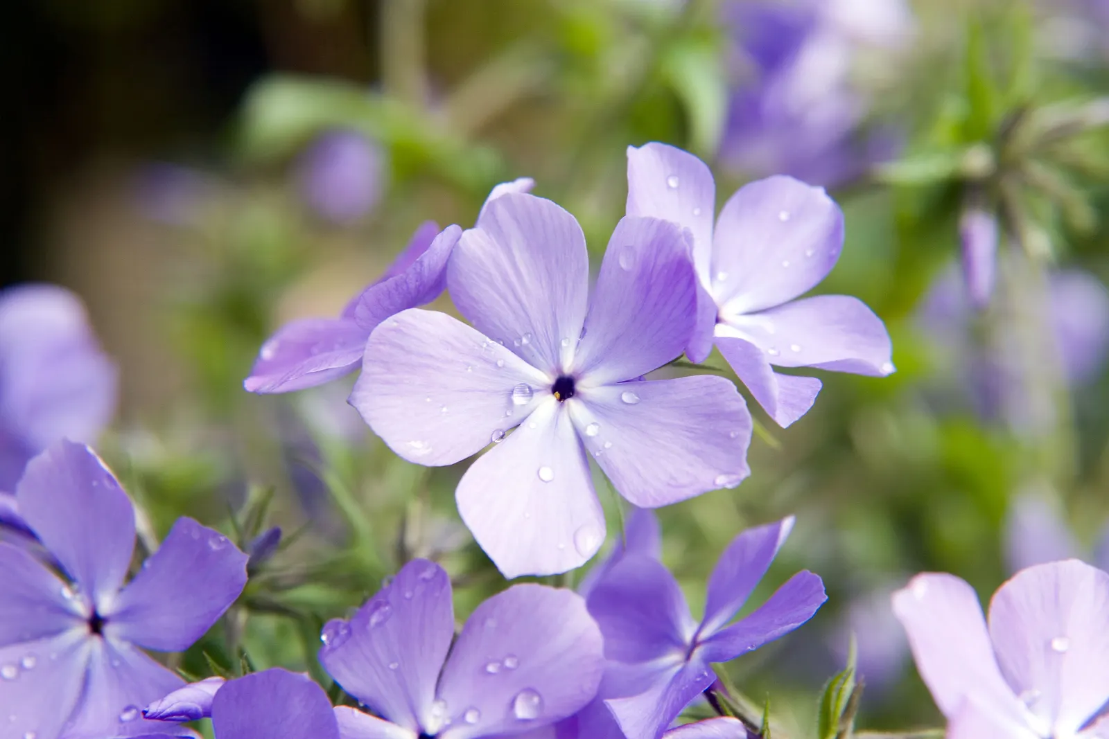 Wild Blue Phlox (Phlox Divaricata) — is an enchanting perennial native to shaded woodlands and stream banks of eastern North America; perennial for, image 99