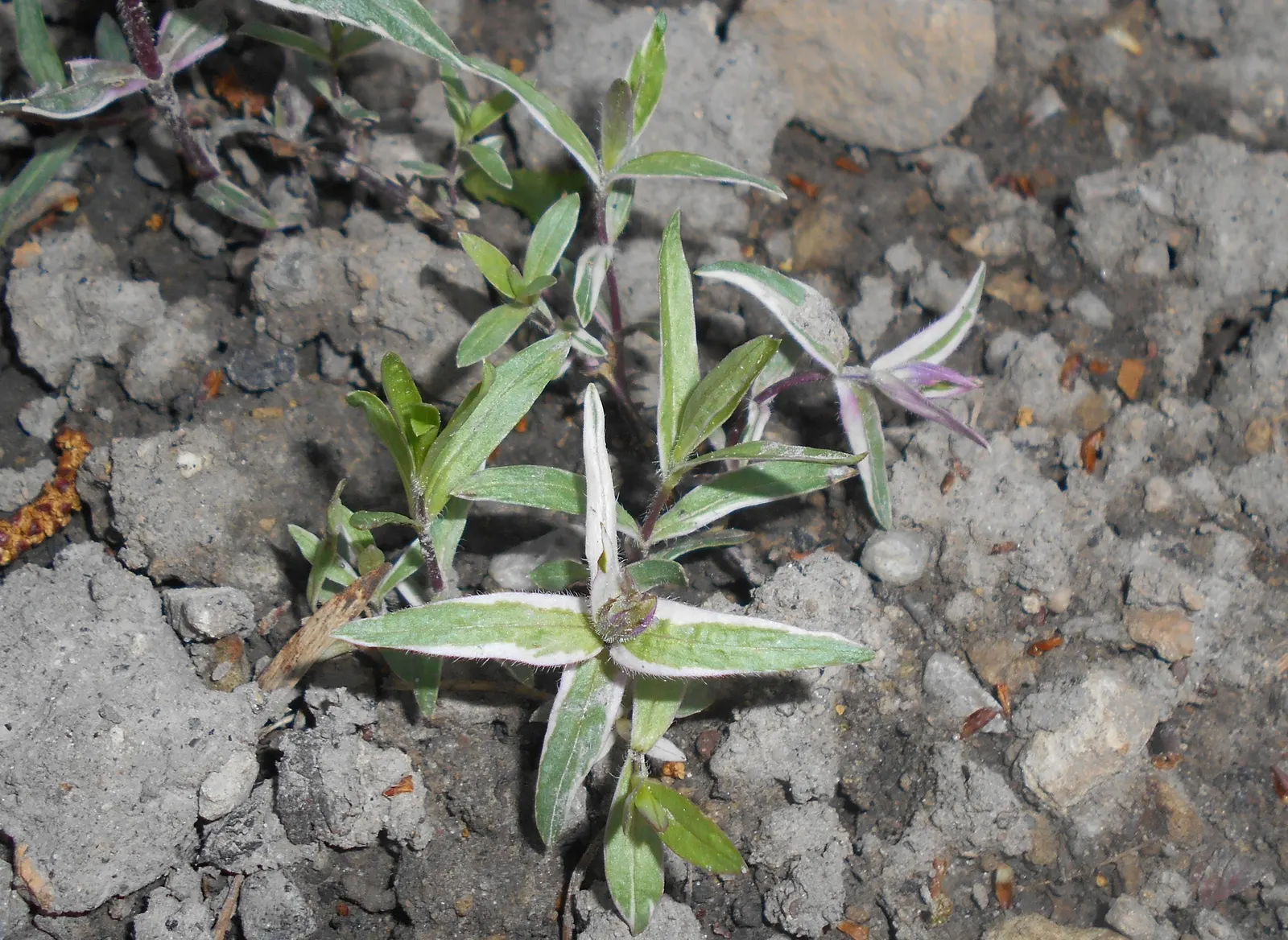 Wild Blue Phlox (Phlox Divaricata) — it flourishes under the dappled light of larger trees and shrubs; adding life and movement to the, image 55