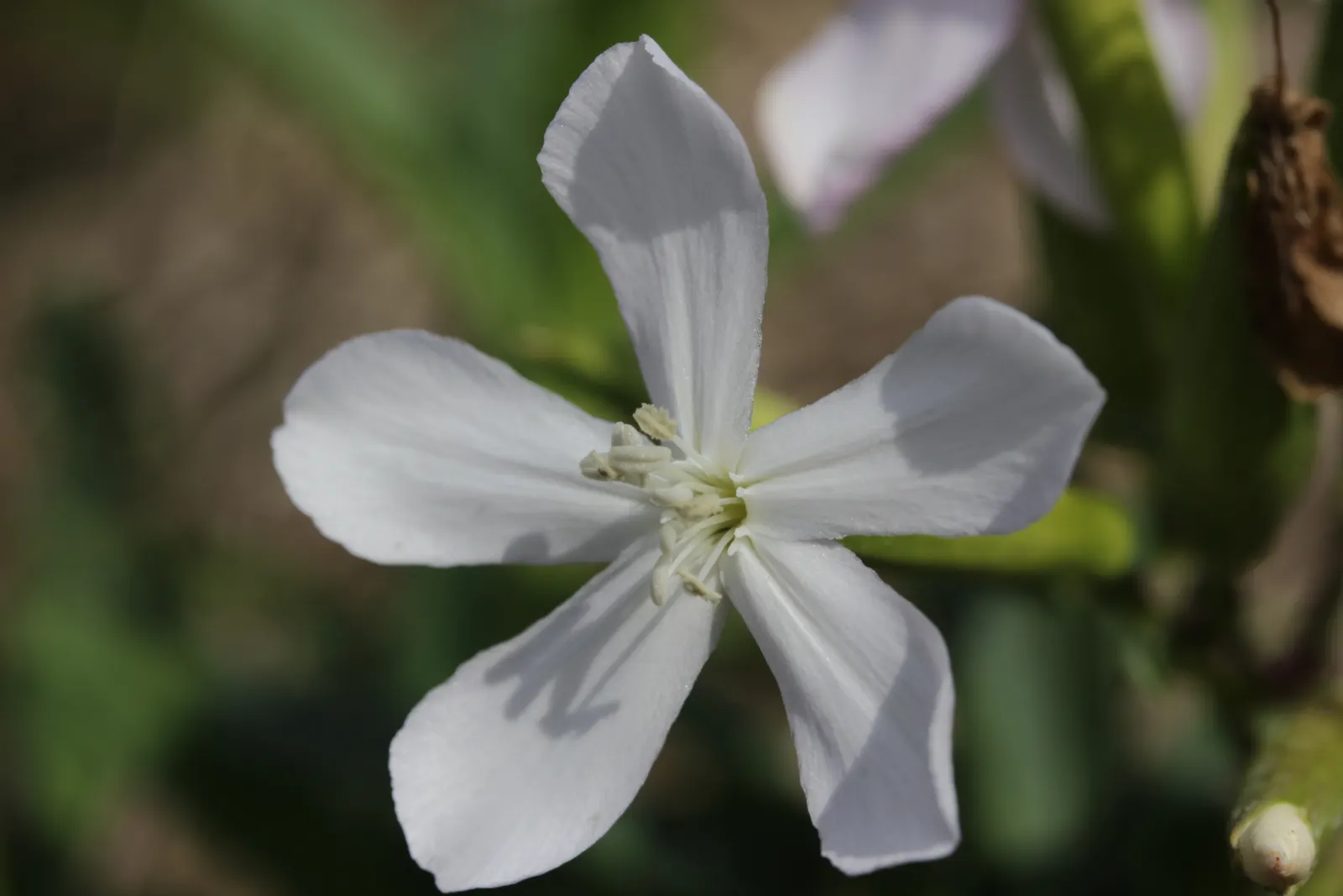 Wild Blue Phlox (Phlox Divaricata) — Pruning the foliage after flowering can encourage a denser growth habit and potentially a secondary bloom, image 87