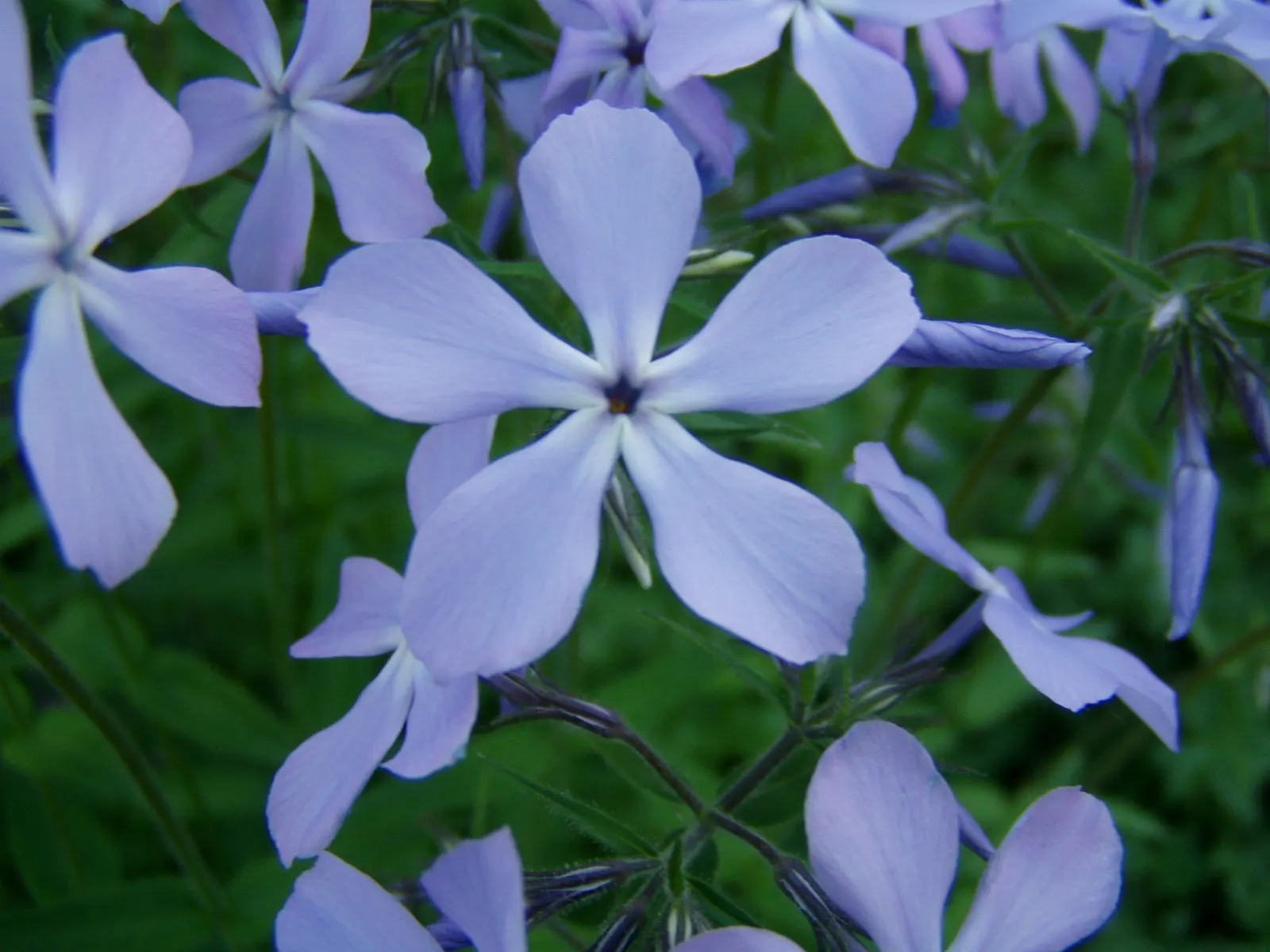 Wild Blue Phlox (Phlox Divaricata) — Pruning the foliage after flowering can encourage a denser growth habit and potentially a secondary bloom, image 110