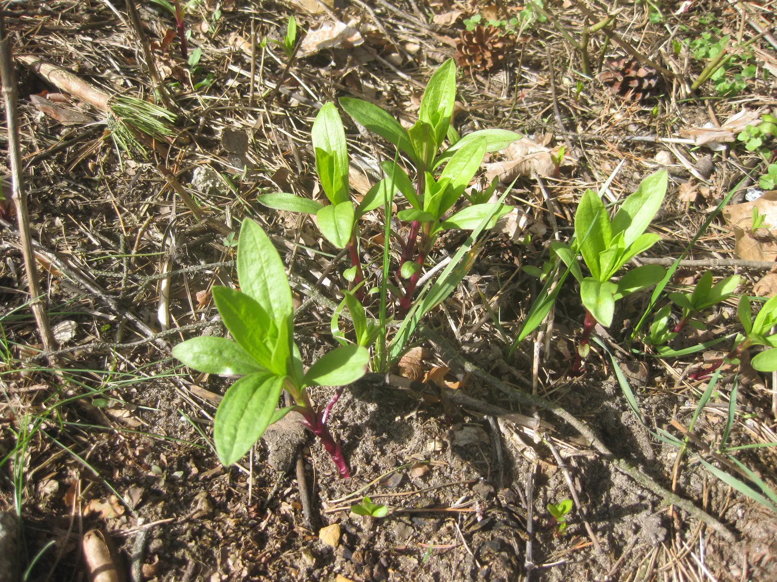 Wild Blue Phlox (Phlox Divaricata) — adding life and movement to the landscape.<br><br>For a successful cultivation; it prefers well-drained soil, image 60