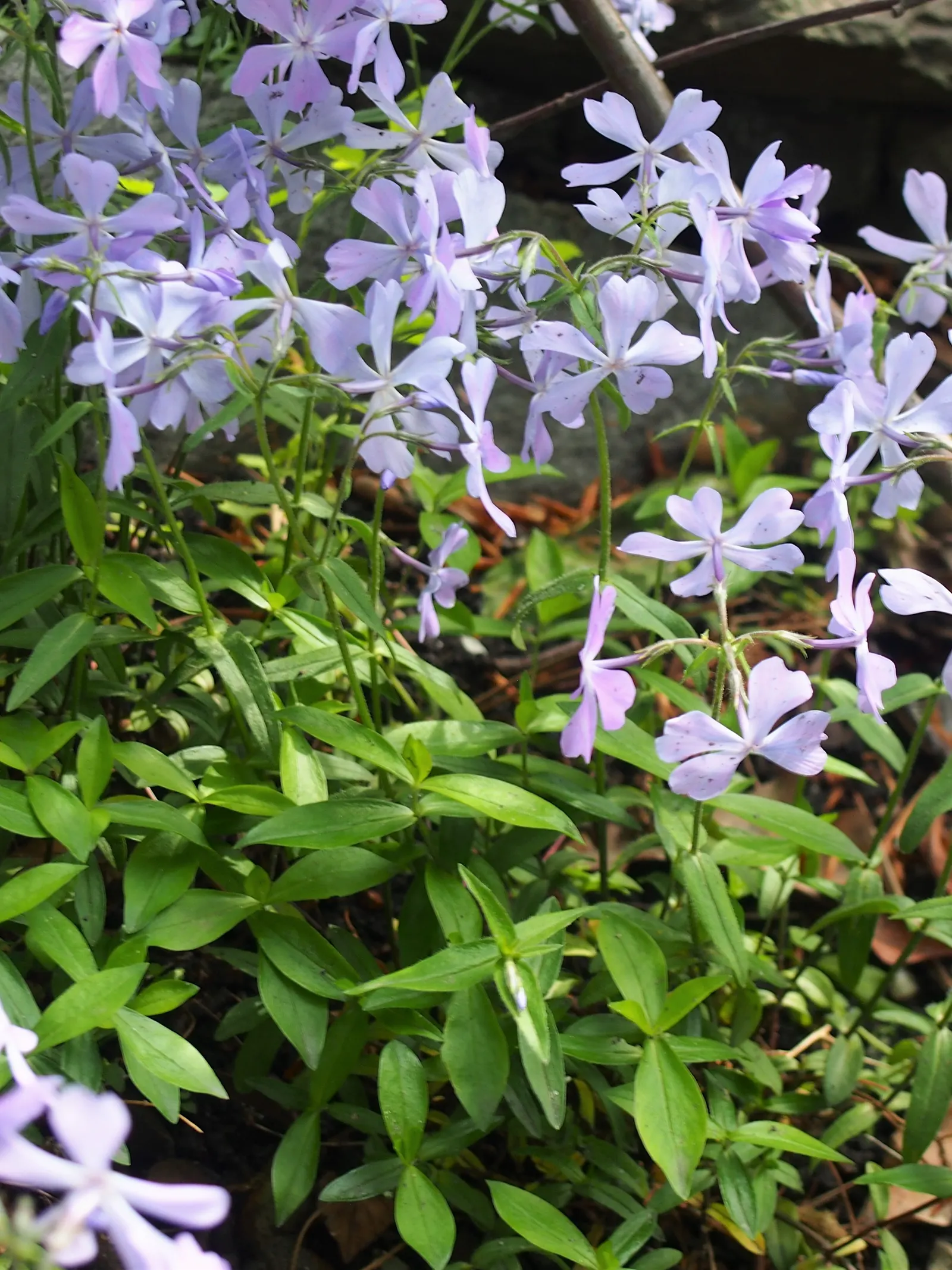 Wild Blue Phlox (Phlox Divaricata) — With a delicate fragrance and low maintenance needs; phlox divaricata requires moist, image 65