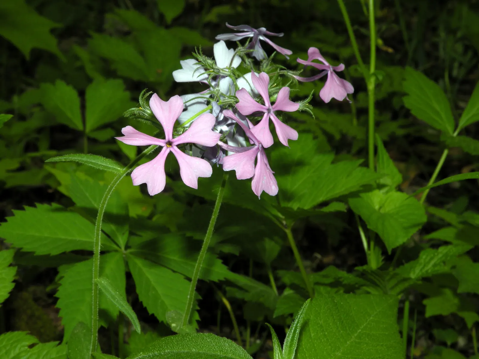 Wild Blue Phlox (Phlox Divaricata) — perennial for full or half; phlox divaricata is an excellent choice for gardeners looking to create a serene, image 92