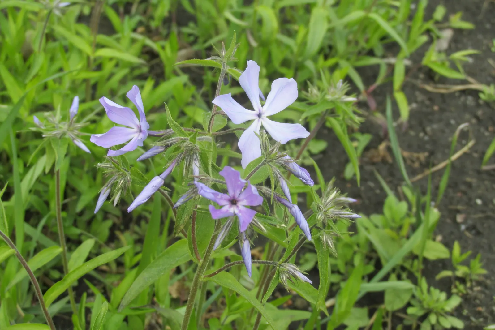Wild Blue Phlox (Phlox Divaricata) — forming a backdrop to the star-shaped, image 35