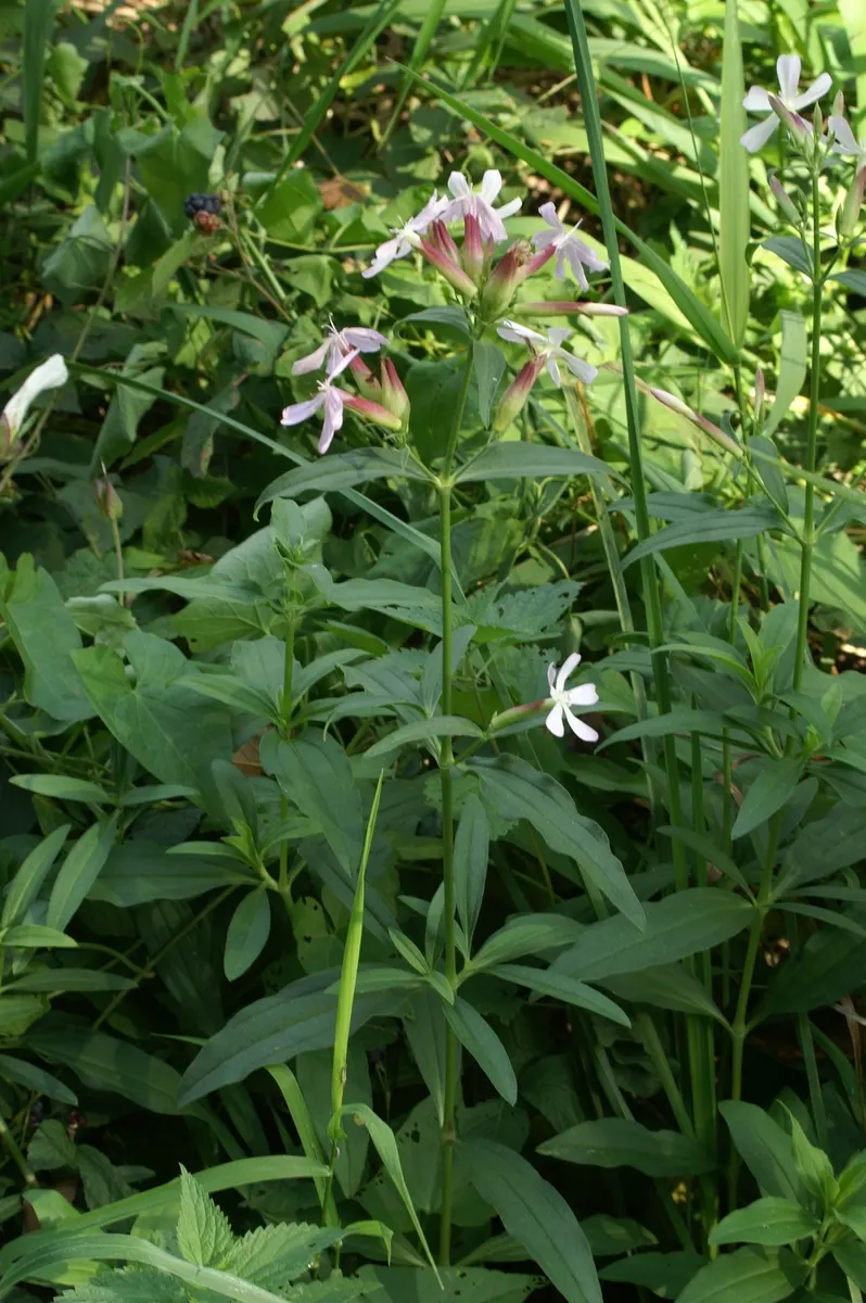 Wild Blue Phlox (Phlox Divaricata) — it flourishes under the dappled light of larger trees and shrubs