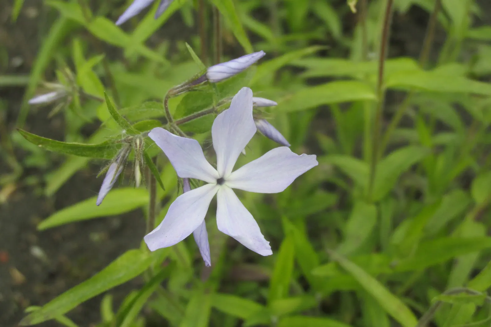 Wild Blue Phlox (Phlox Divaricata) — commonly referred to as Wild Sweet William; well-drained soil rich in organic matter, image 52