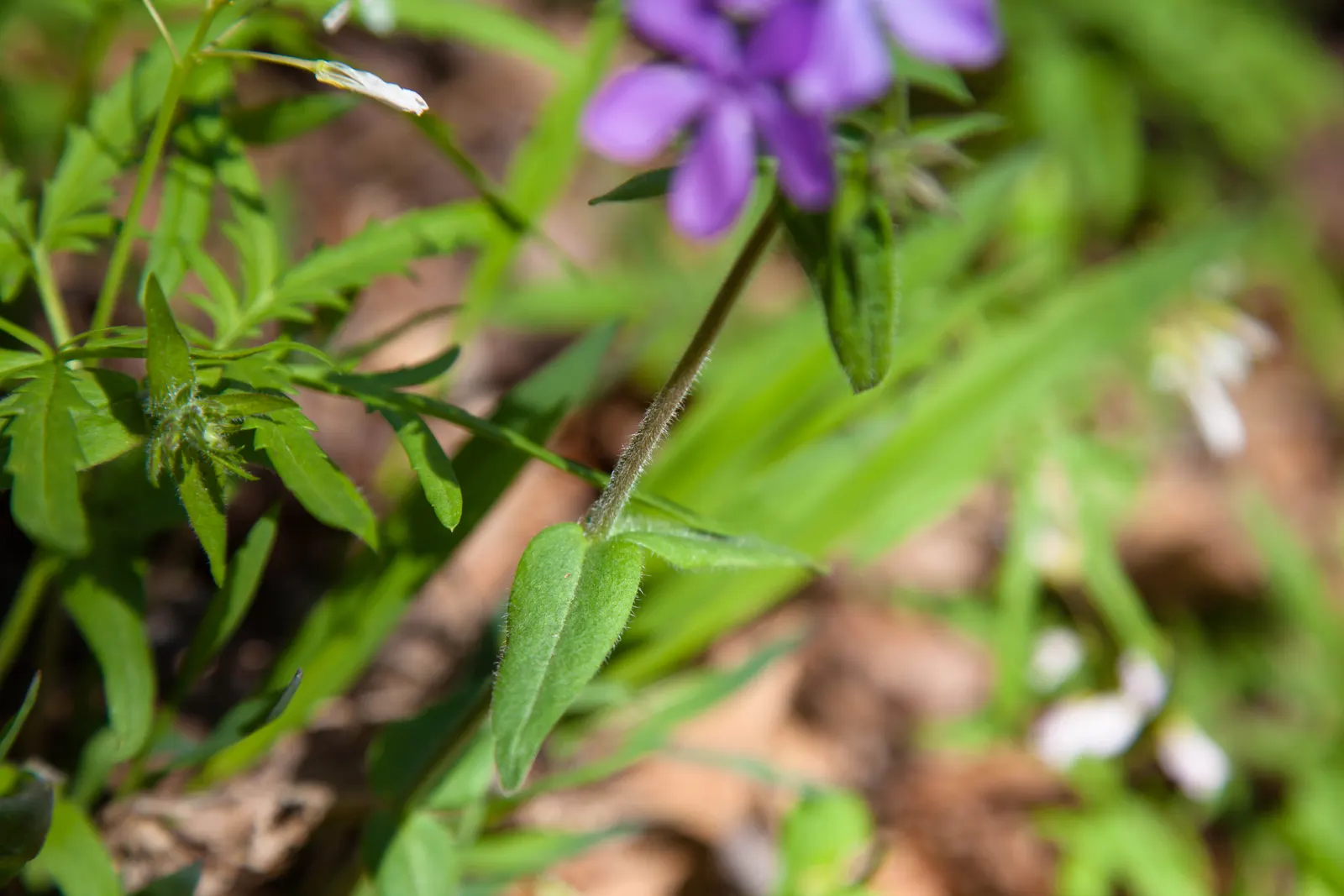 Wild Blue Phlox (Phlox Divaricata) — It prefers well-drained soil, offering a lush carpet ideal for border fronts or woodland gardens; pruning the, image 164