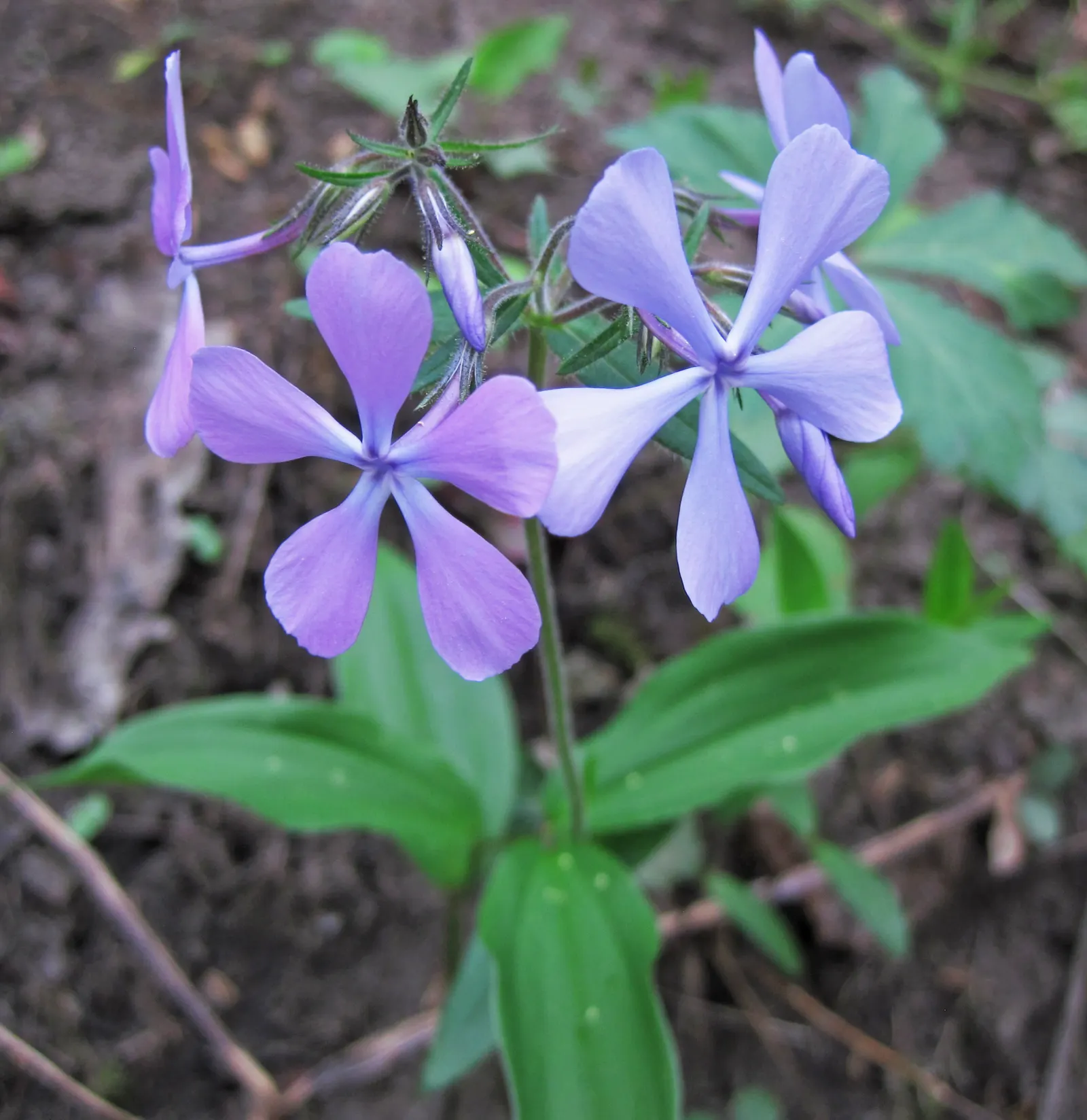 Wild Blue Phlox (Phlox Divaricata) — naturalistic feel to any landscape design; it flourishes under the dappled light of larger trees and shrubs, image 74