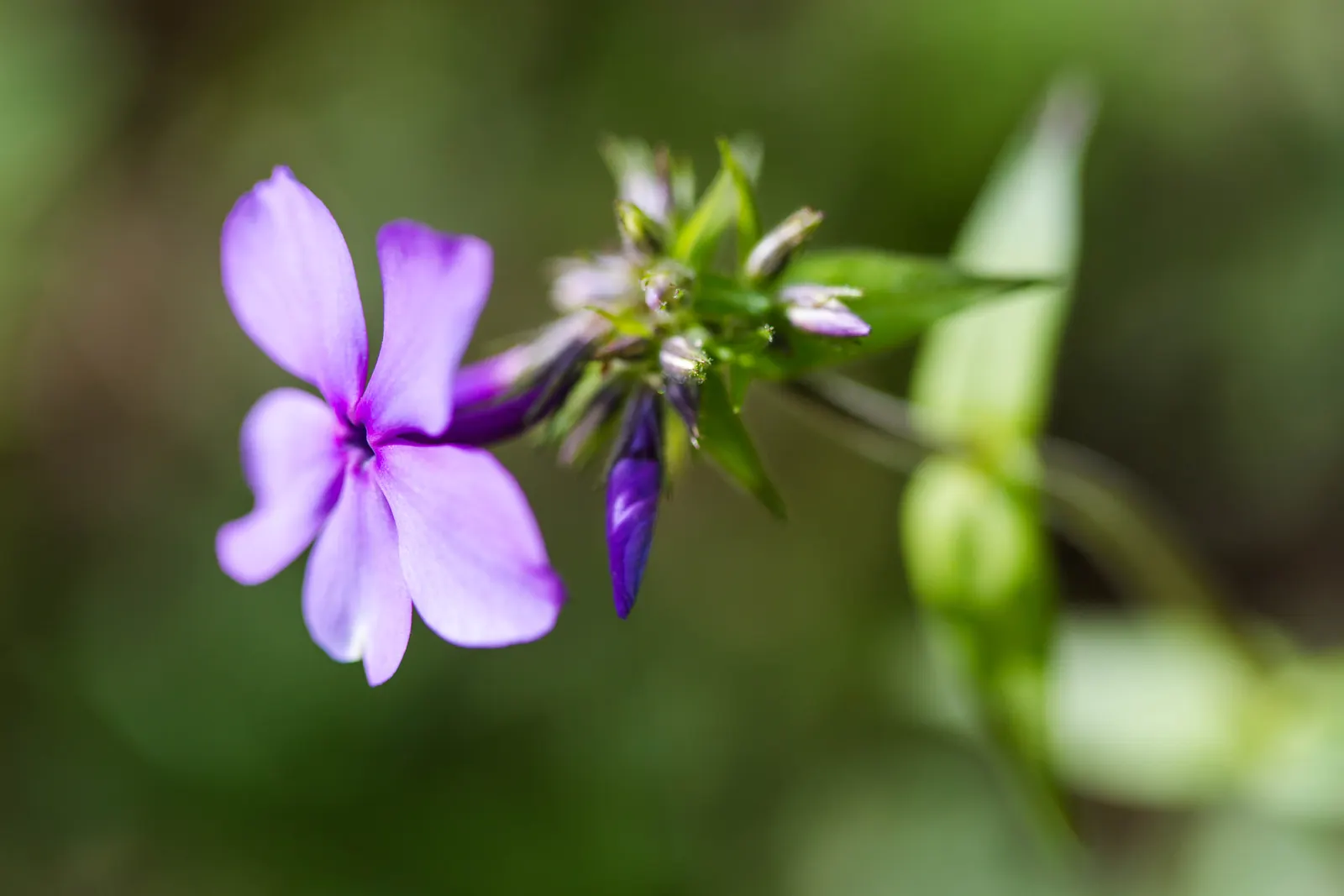 Wild Blue Phlox (Phlox Divaricata) — commonly referred to as Wild Sweet William; well-drained soil rich in organic matter, image 121