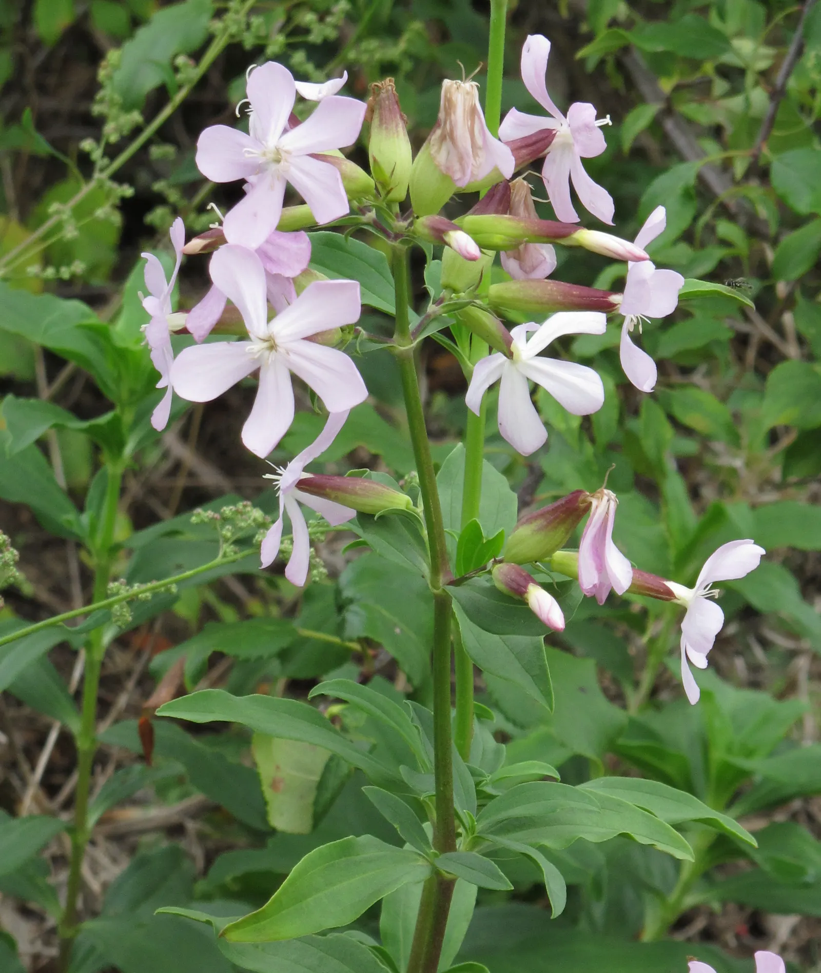 Wild Blue Phlox (Phlox Divaricata) — Ideal for part-shade to shade garden areas