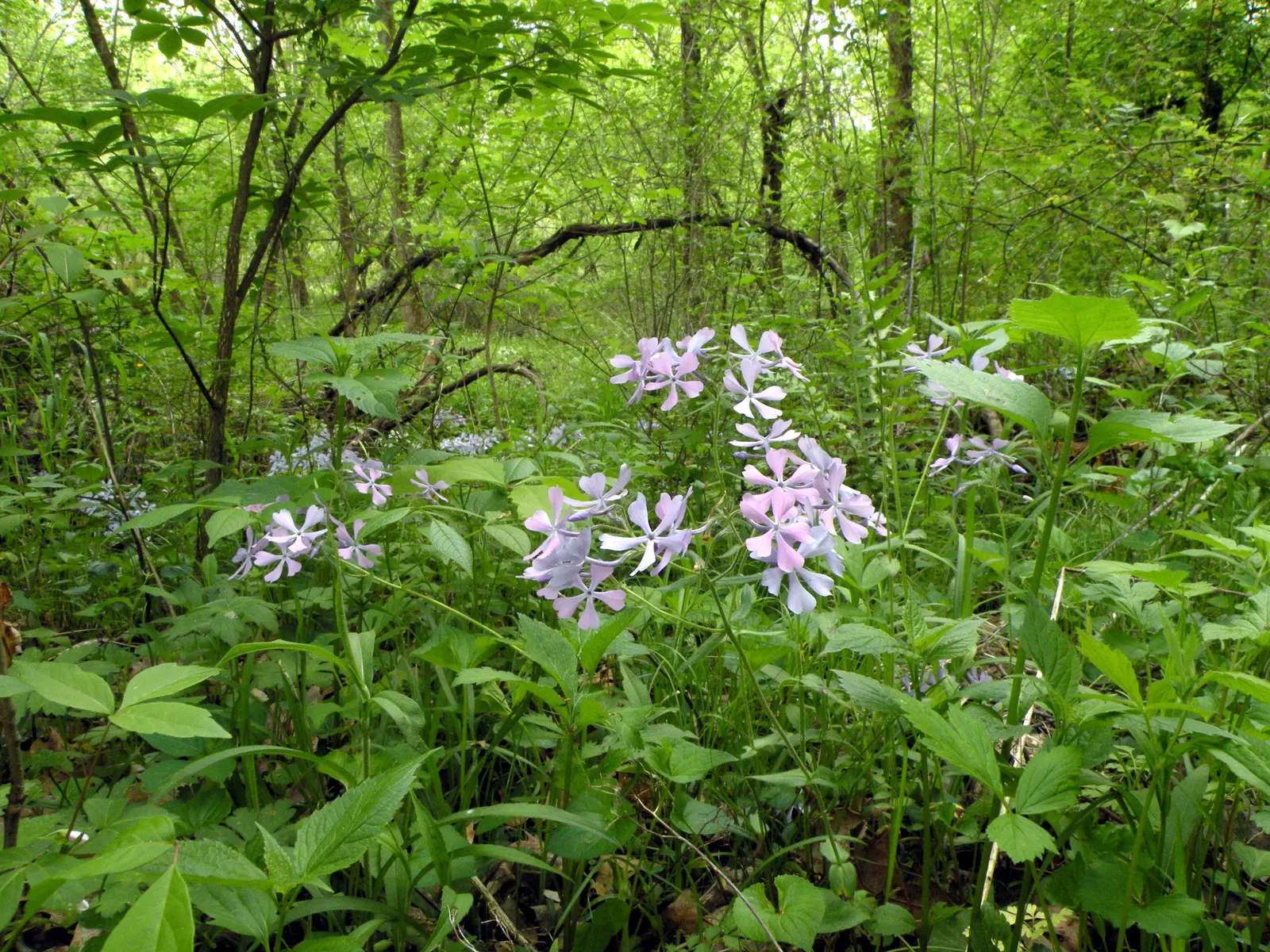 Wild Blue Phlox (Phlox Divaricata) — Pruning the foliage after flowering can encourage a denser growth habit and potentially a secondary bloom, image 179