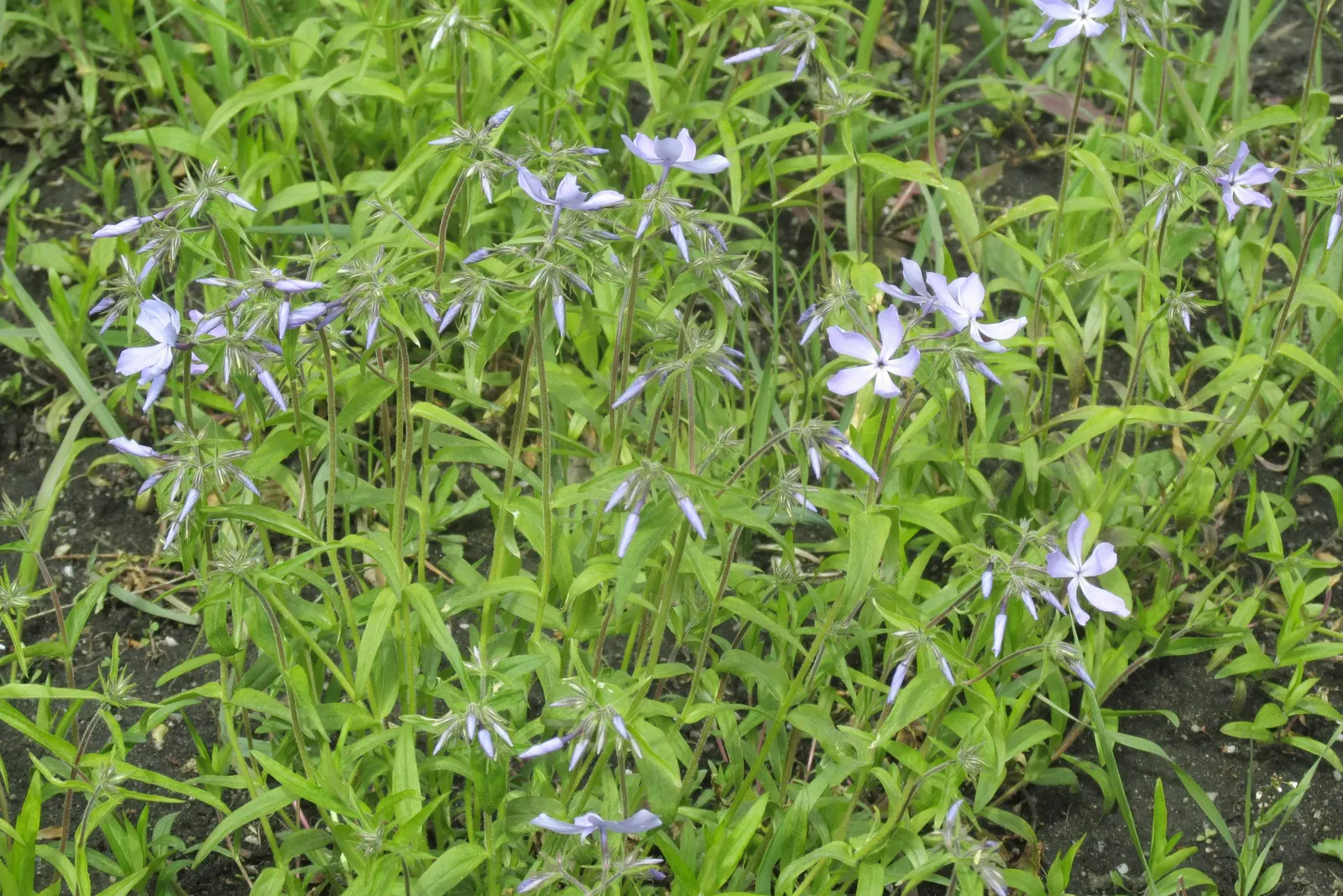 Wild Blue Phlox (Phlox Divaricata) — Ideal for part-shade to shade garden areas; is an enchanting perennial native to shaded woodlands and stream banks of