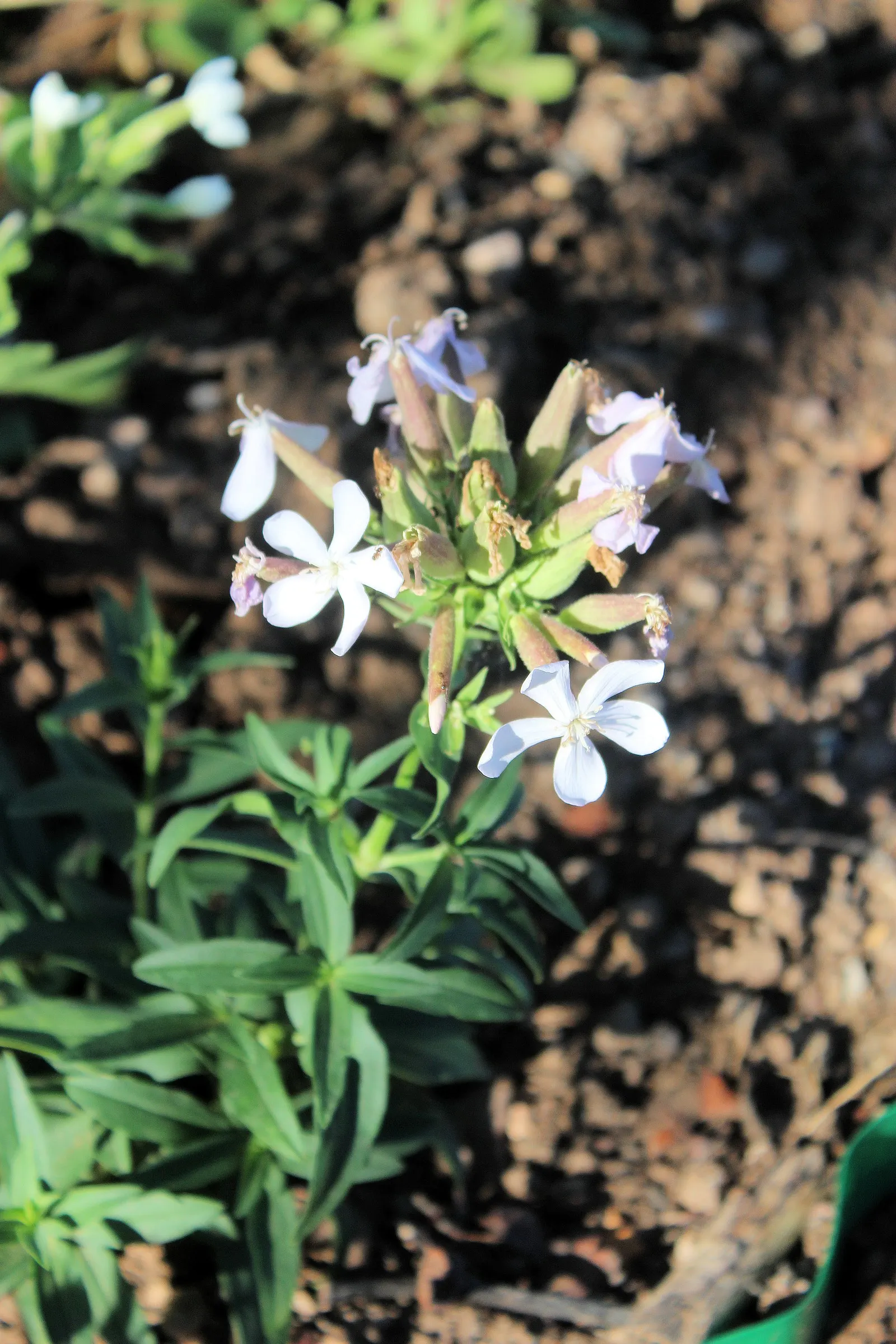 Wild Blue Phlox (Phlox Divaricata) — perennial with blue and multi-colored and pink and white blooms; soft blue to lavender flowers that bloom, image 160