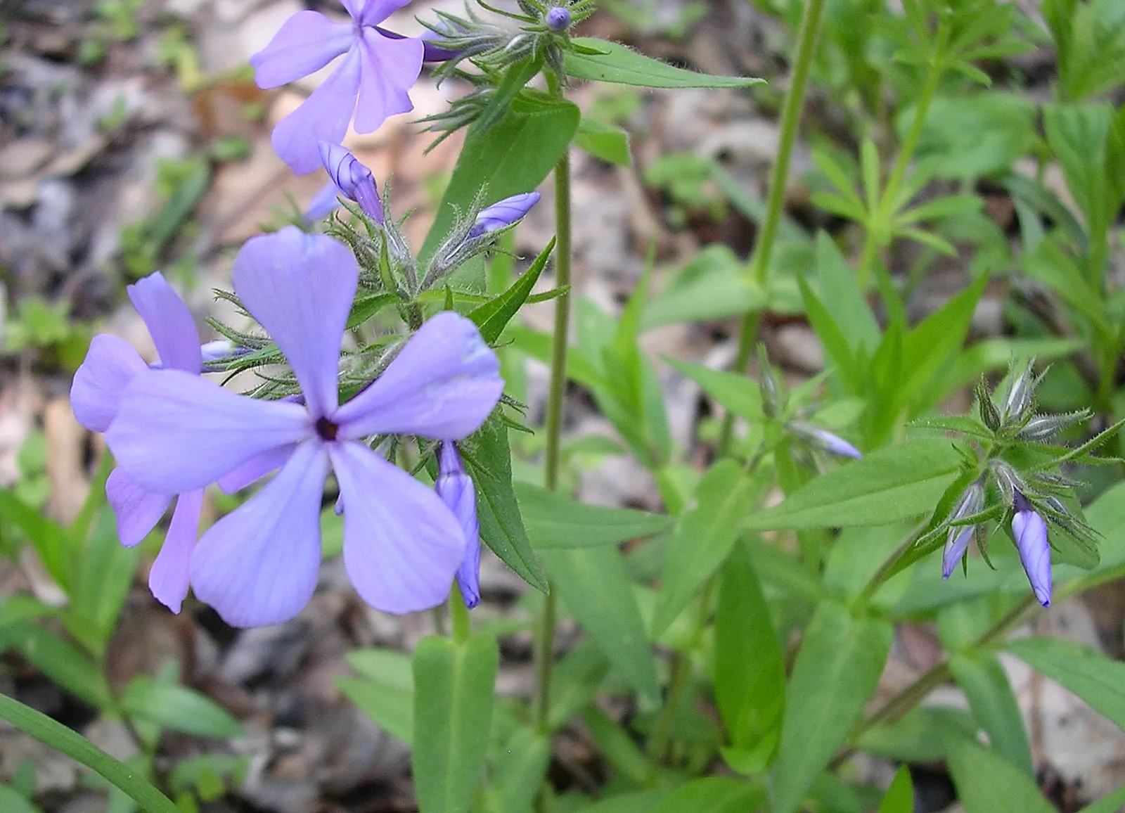 Wild Blue Phlox (Phlox Divaricata) — blue and multi-colored and pink and white flowers in the garden; commonly referred to as Wild Sweet William, image 113