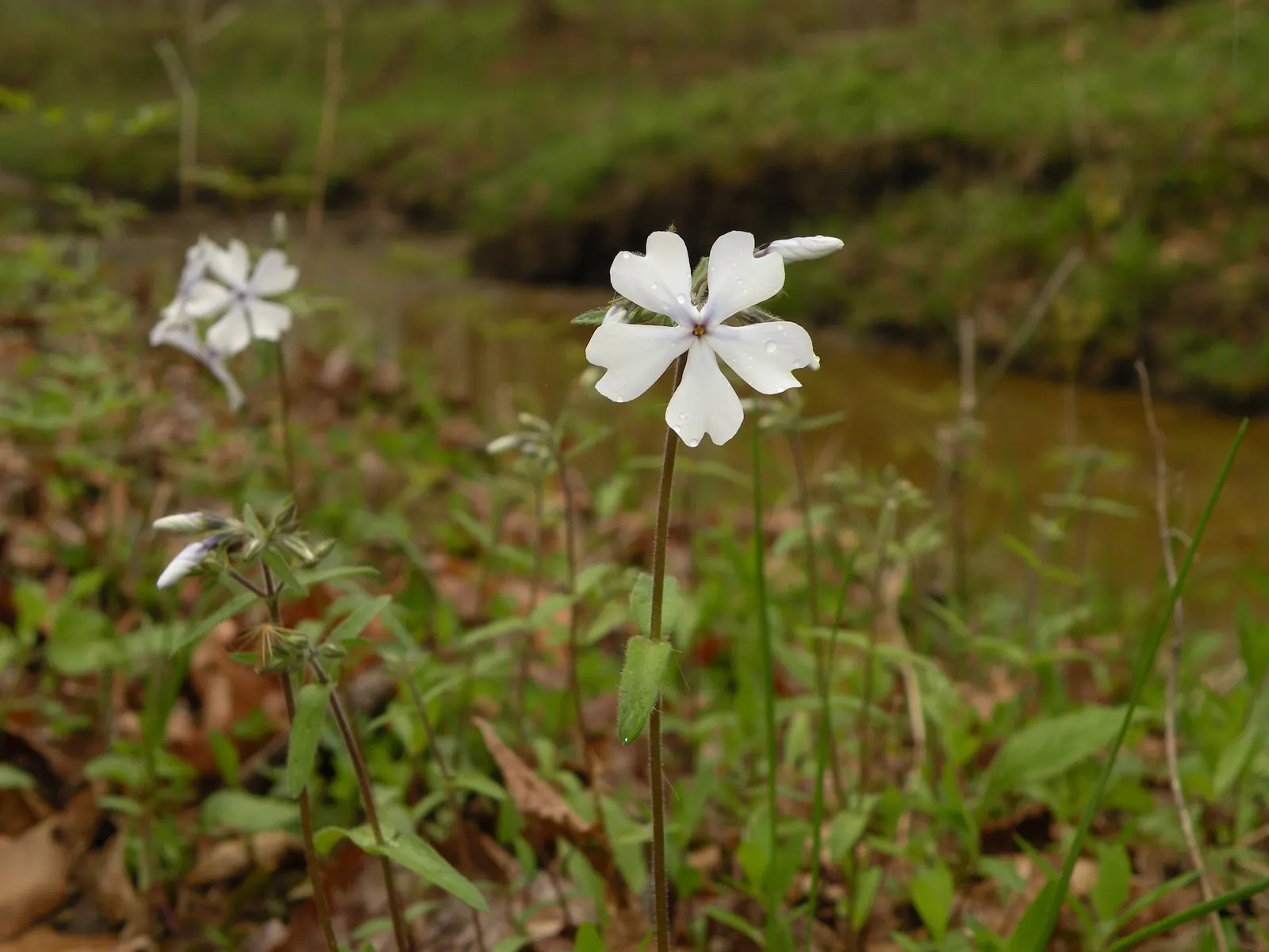 Wild Blue Phlox (Phlox Divaricata) — Pruning the foliage after flowering can encourage a denser growth habit and potentially a secondary bloom; ideal for