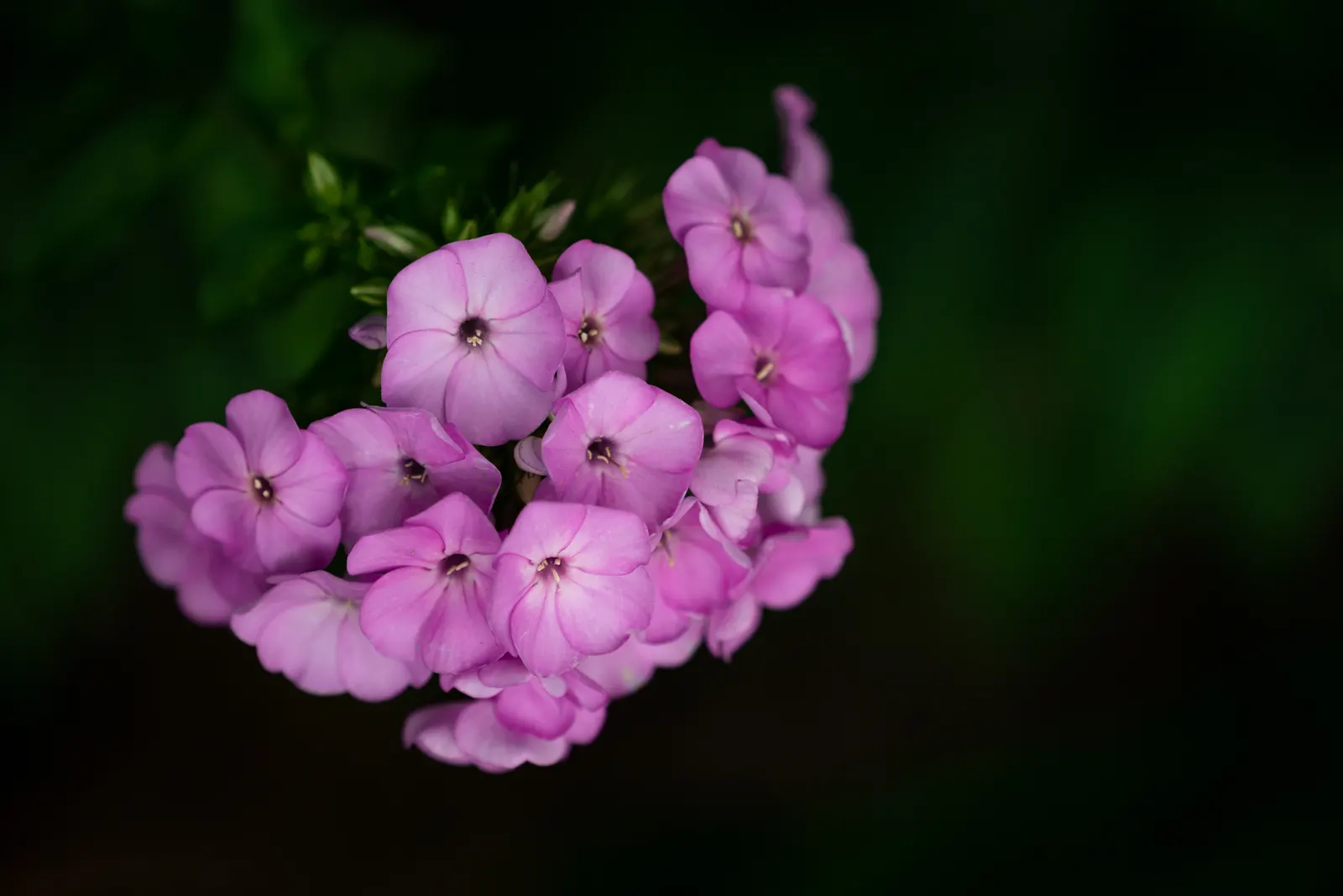 Wild Blue Phlox (Phlox Divaricata) — forming a backdrop to the star-shaped