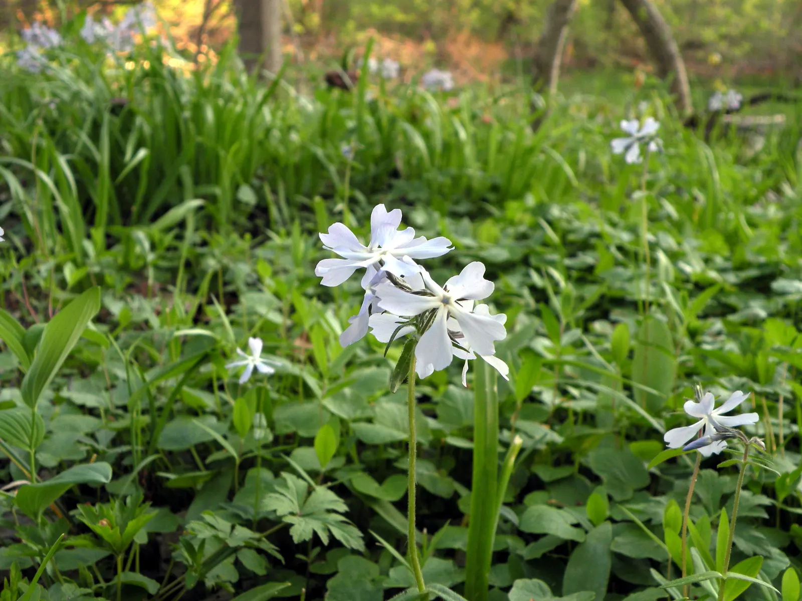Wild Blue Phlox (Phlox Divaricata) — perennial with blue and multi-colored and pink and white blooms