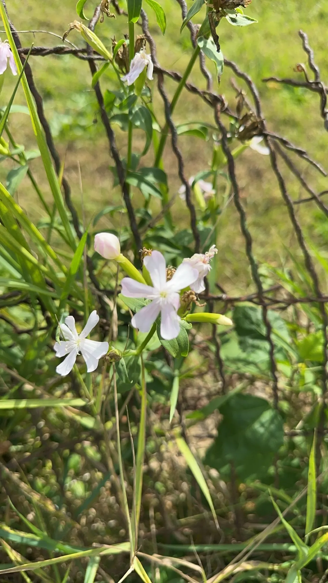 Wild Blue Phlox (Phlox Divaricata) — forming a backdrop to the star-shaped, image 104