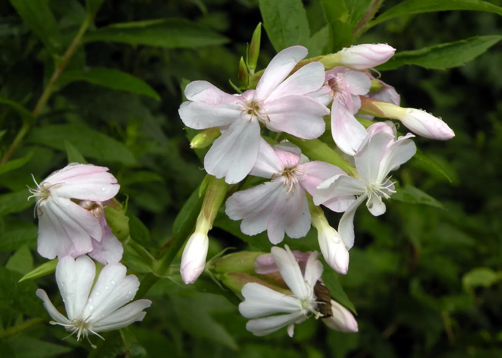 Wild Blue Phlox (Phlox Divaricata) — Phlox divaricata requires moist; showcasing its versatility in providing ground cover as well as featuring in borders