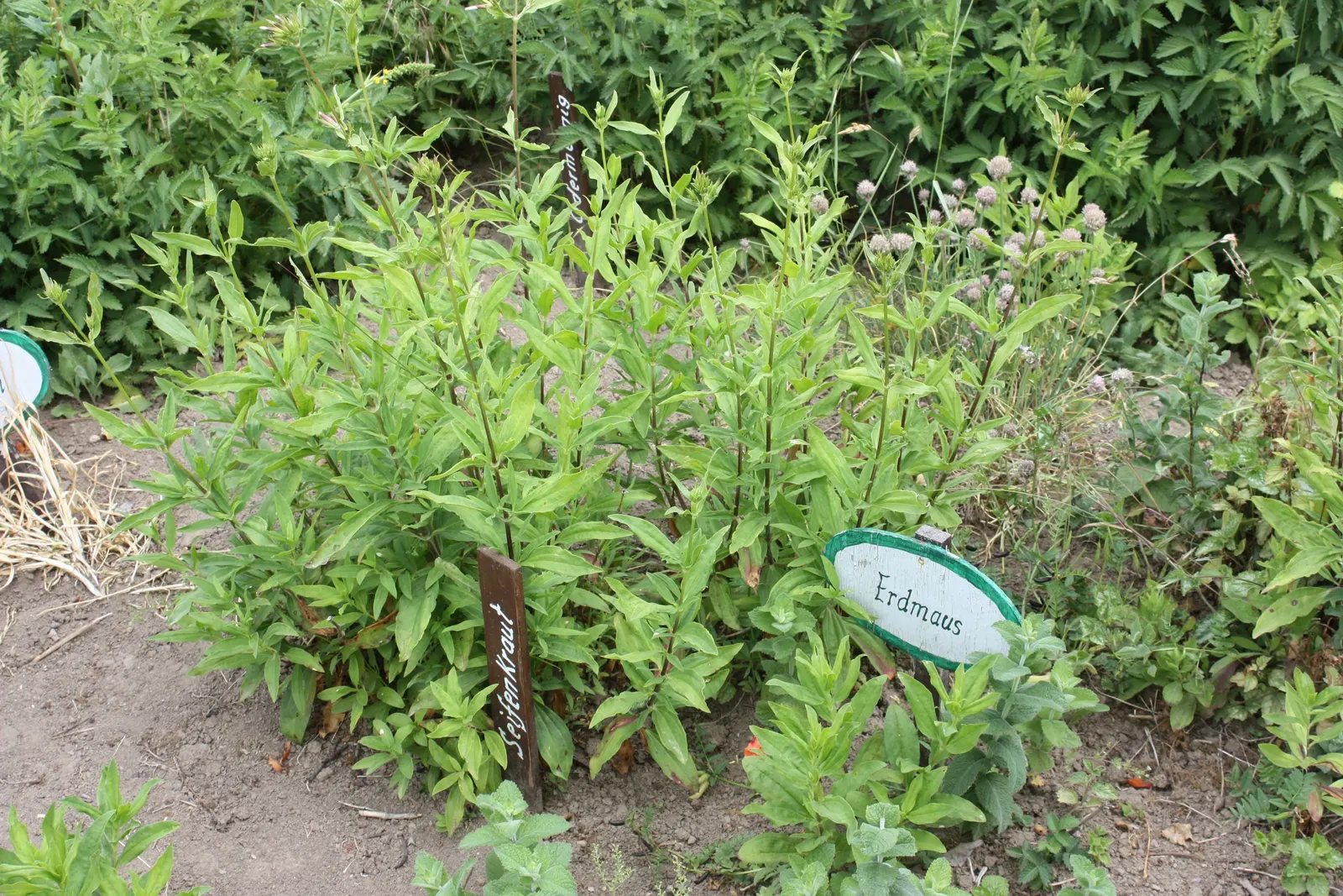 Wild Blue Phlox (Phlox Divaricata) — It thrives in USDA hardiness zones 3 through 8, displaying remarkable cold hardiness; fragrant lavender-blue, image 86
