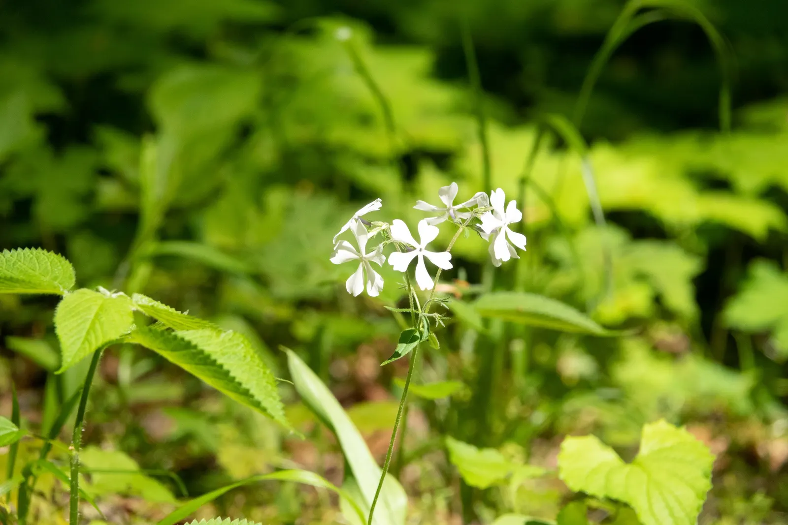 Wild Blue Phlox (Phlox Divaricata) — naturalistic feel to any landscape design; it flourishes under the dappled light of larger trees and shrubs, image 51