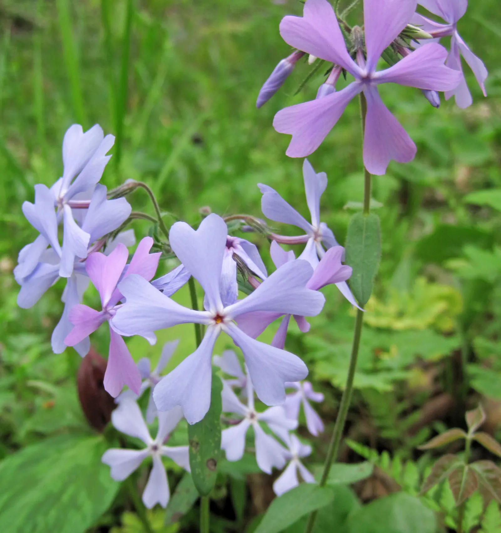 Wild Blue Phlox (Phlox Divaricata) — soft blue to lavender flowers that bloom abundantly in late spring to early summer; with a delicate fragrance, image 82