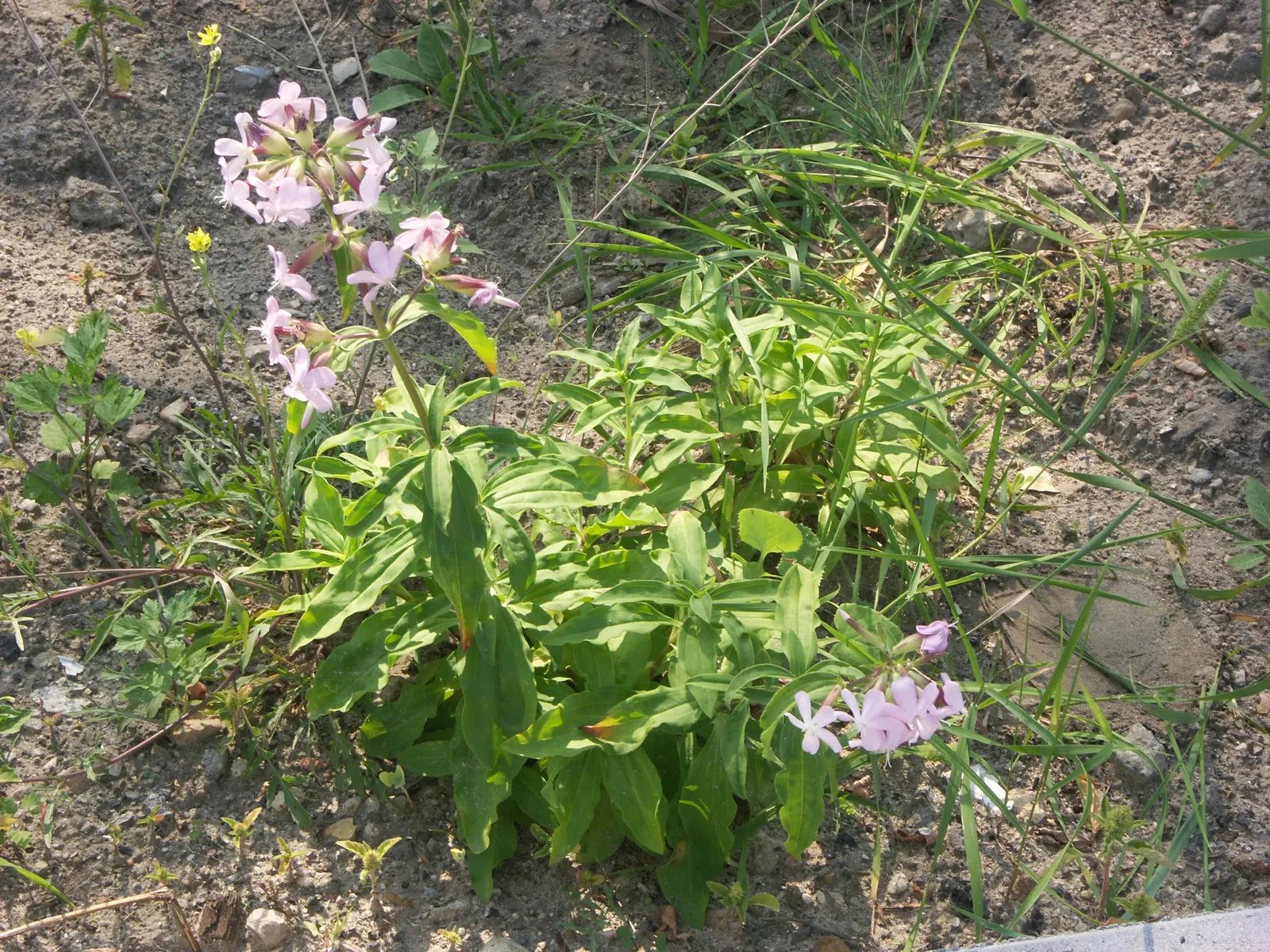 Wild Blue Phlox (Phlox Divaricata) — perennial for full or half; phlox divaricata is an excellent choice for gardeners looking to create a serene, image 138